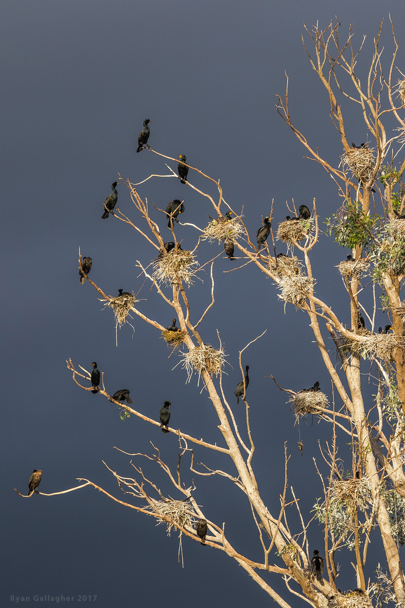 Cormorant Nesting Grounds