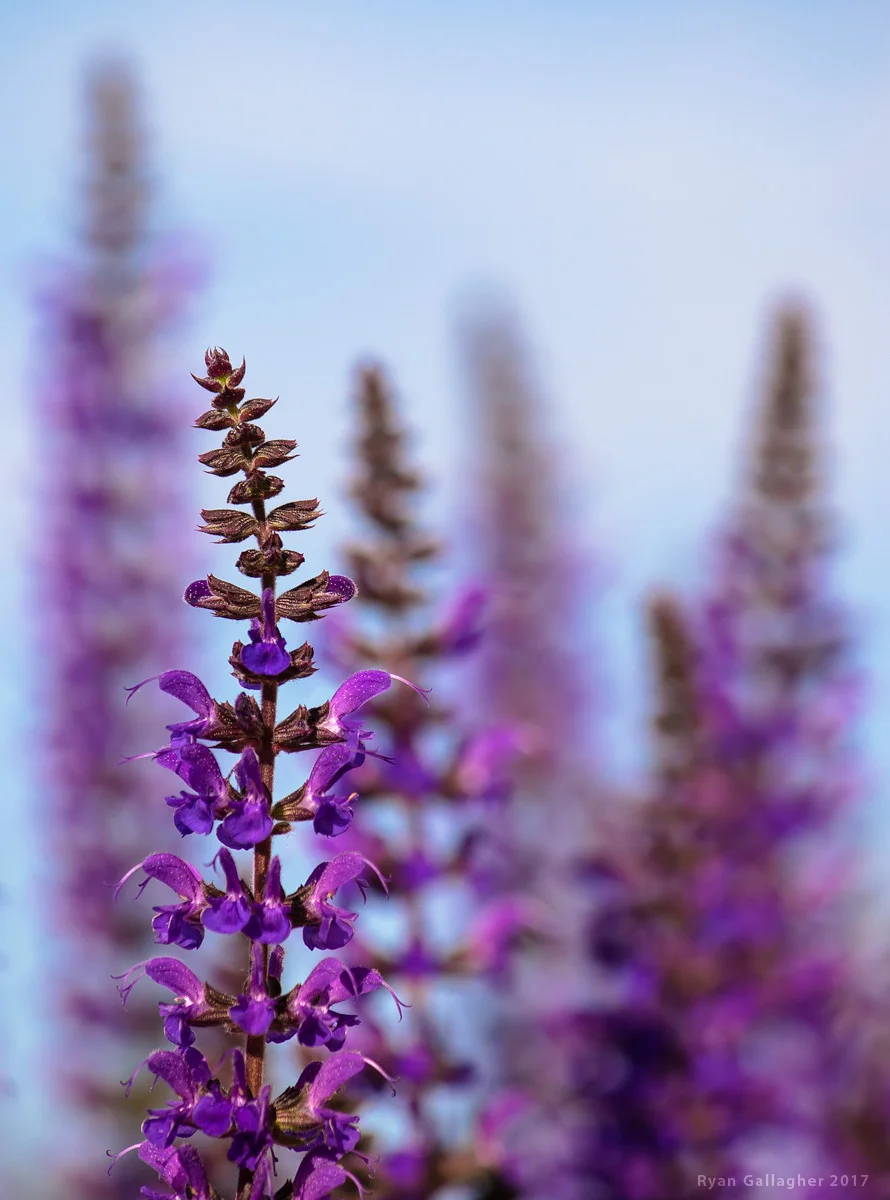 Retreating Morning Towers
