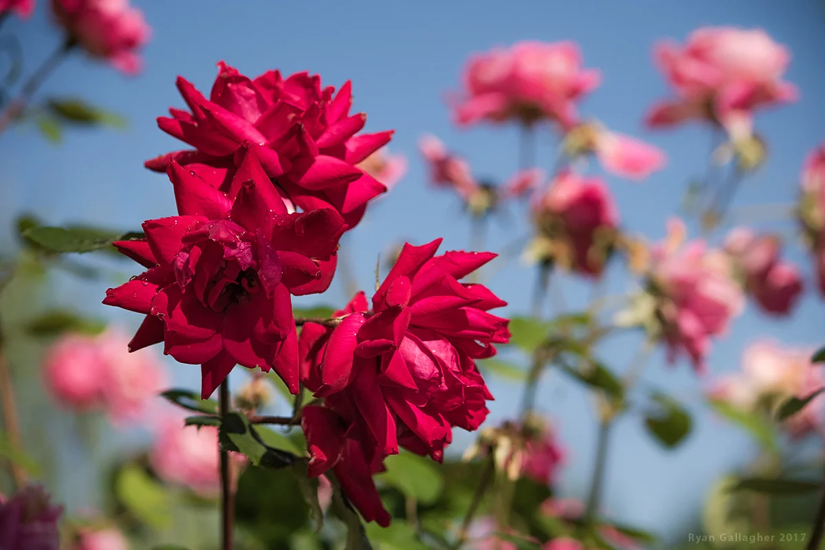 _P0A4693-Edit.jpg