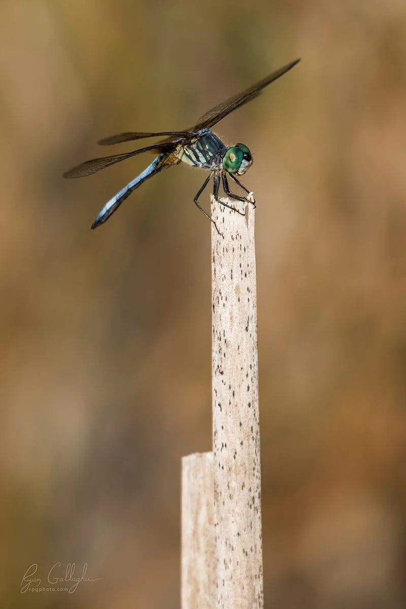 _P0A7811-Edit.jpg