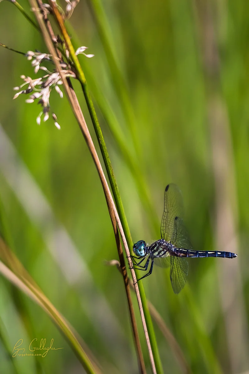 _P0A7772-Edit-2.jpg