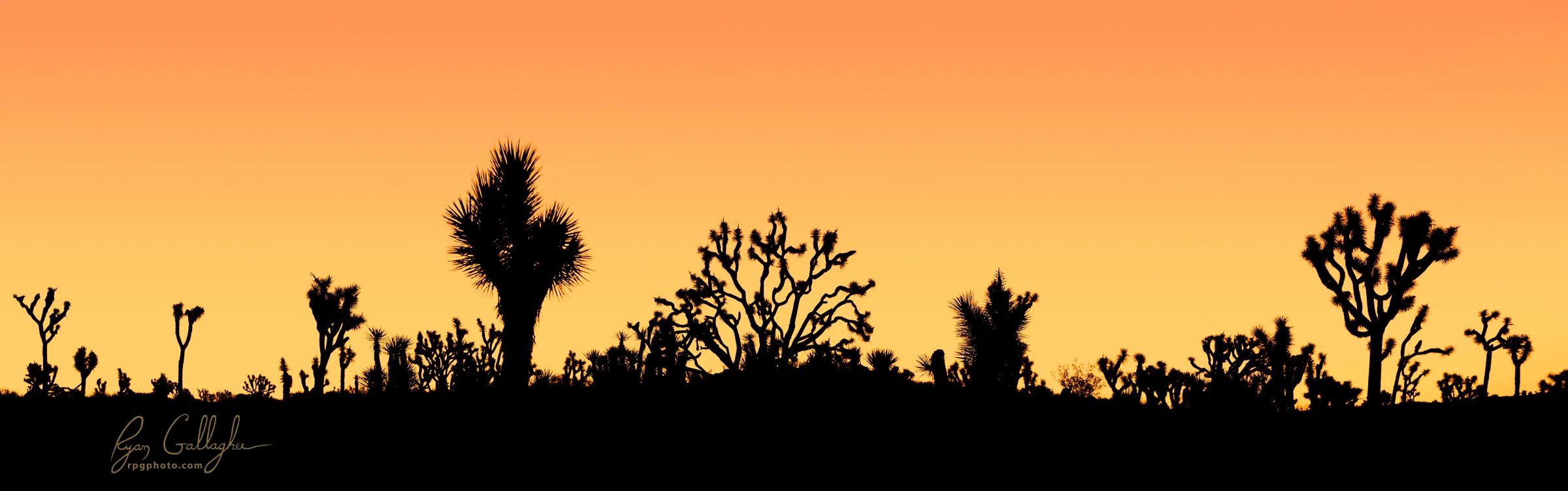 Sunrise Silhouette in Joshua Tree