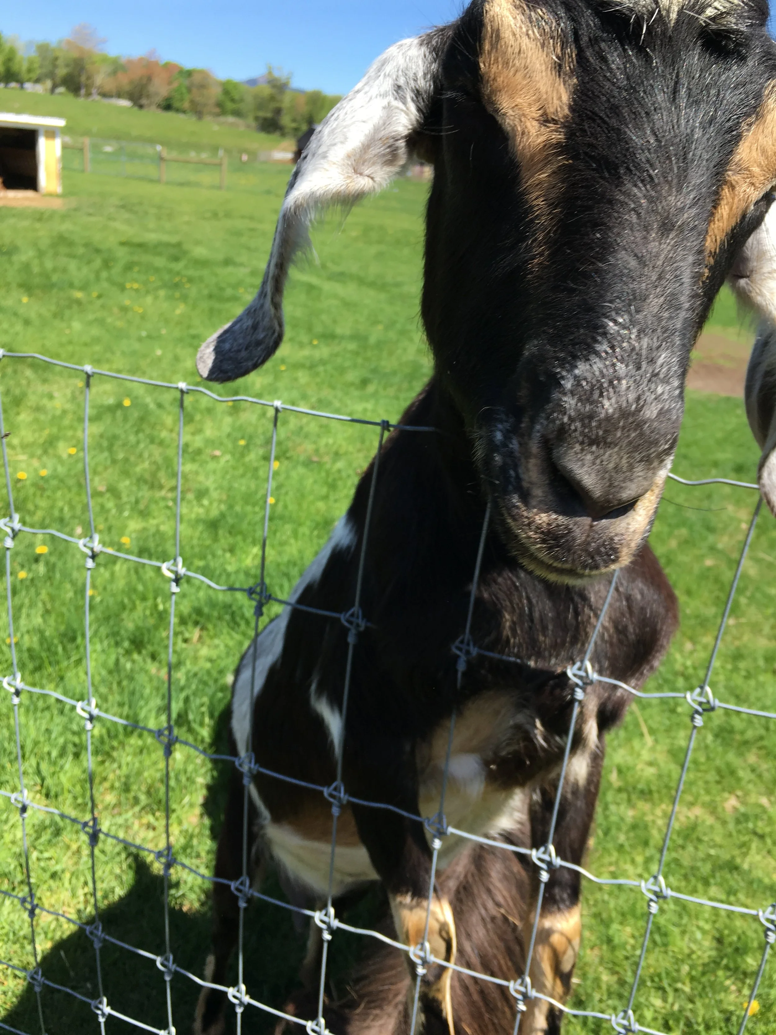 Around New England: Remick Museum —New England Lifestyle, Motherhood ...