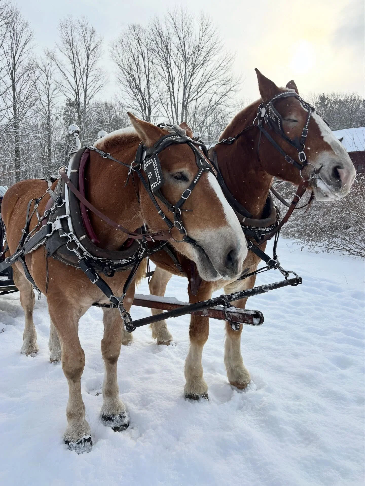 Annual trip to the beautiful Rocks Estate (@forestsociety) to get a Christmas tree. 🎄 
(Bonus: they are carrying my Birch NH Stickers in their gift shop and it was so fun to see them there!)