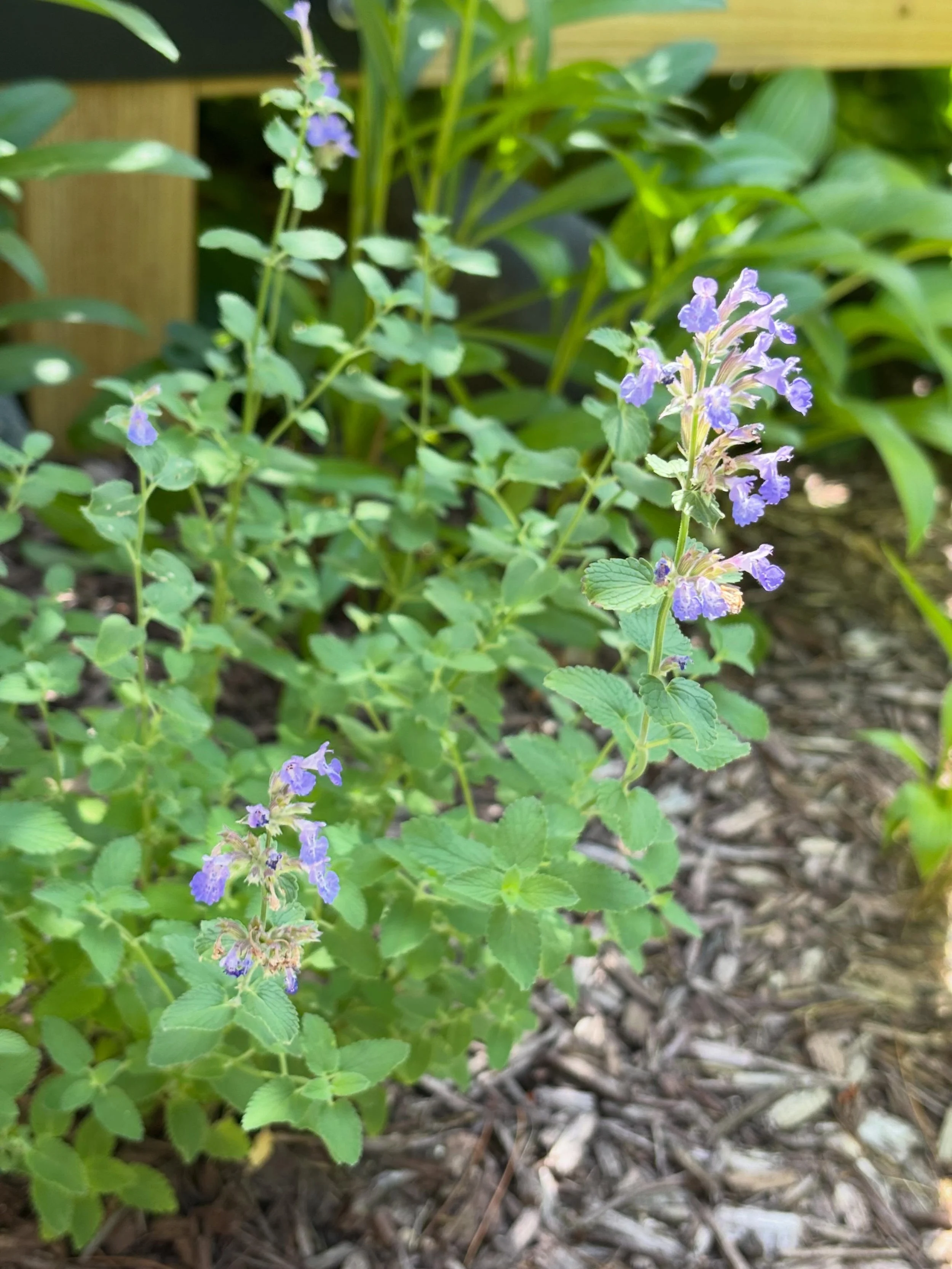 It&rsquo;s a hot one in New England this week! We keep having rolling brownouts&hellip; Hopefully it all settles soon. 
But hey, our hot weather loving catmint is doing well at least 😅 Stay cool out there!