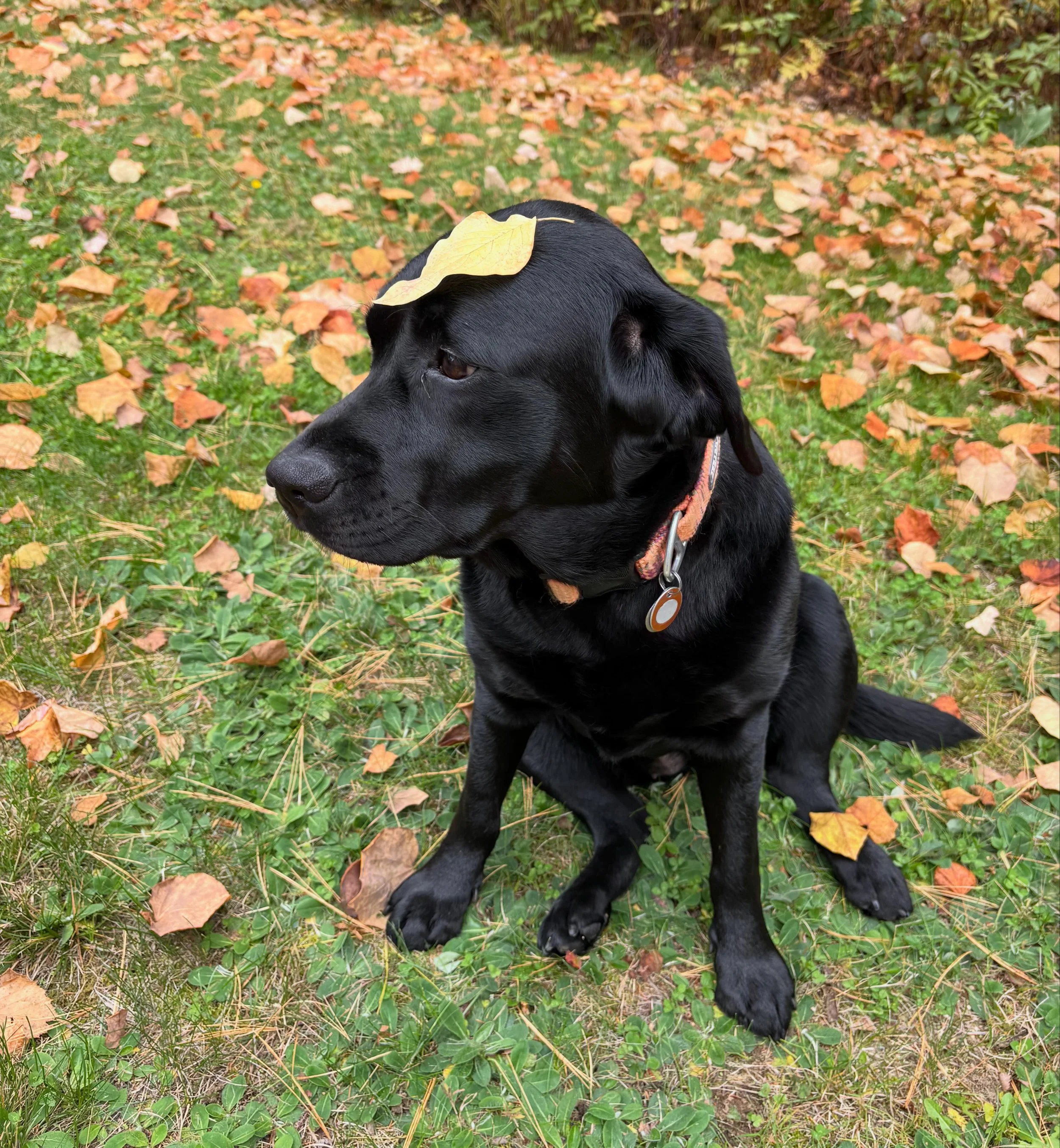 Chevy is loving this weather too 🍂