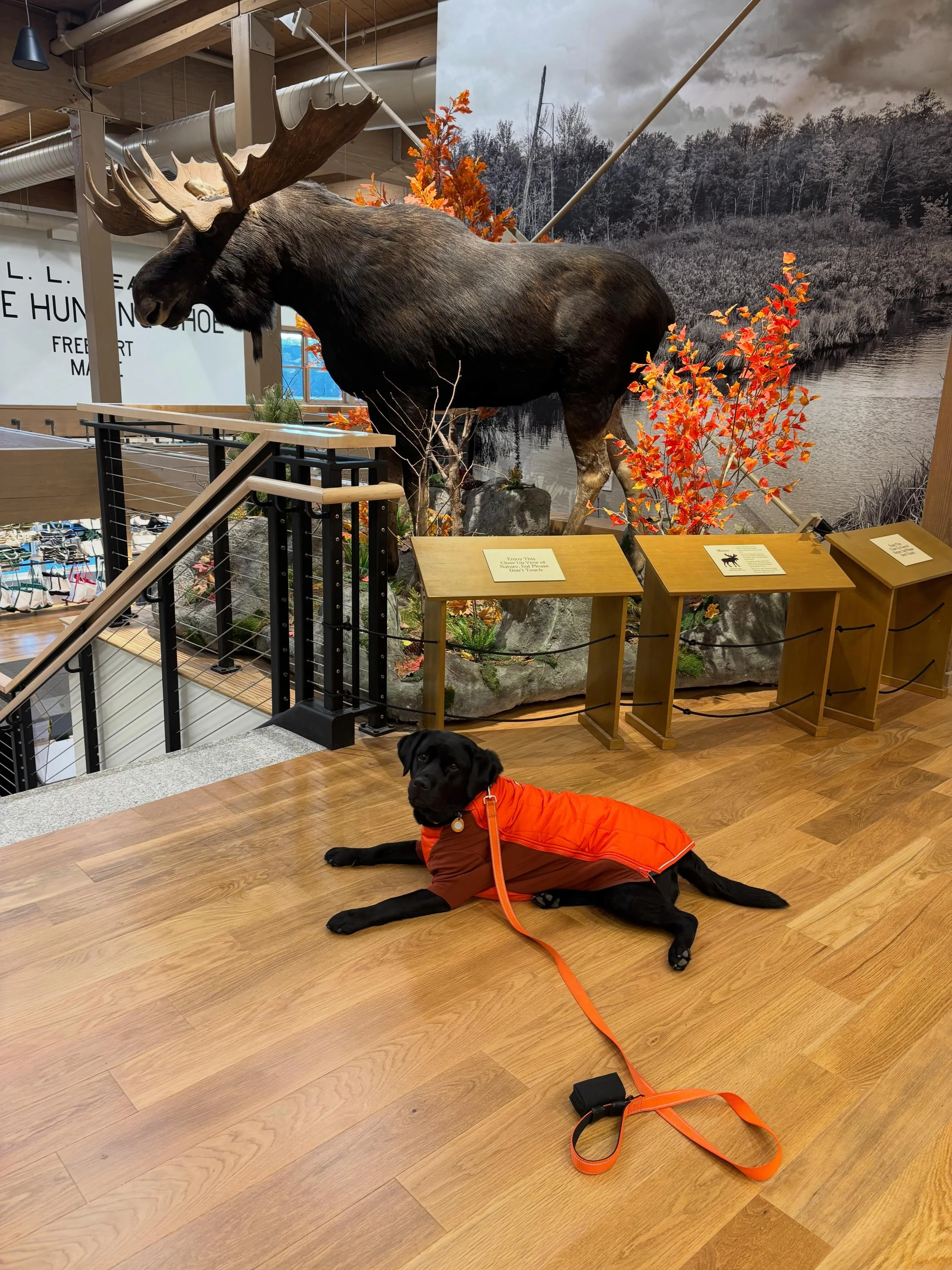 Had our semi-annual Freeport camping trip this past weekend and got to check out the new @llbean flagship store. It was so beautiful and our kids loved having the Bean Bubble (not pictured) back to check out the fish as well as the ponds. Chevy loved