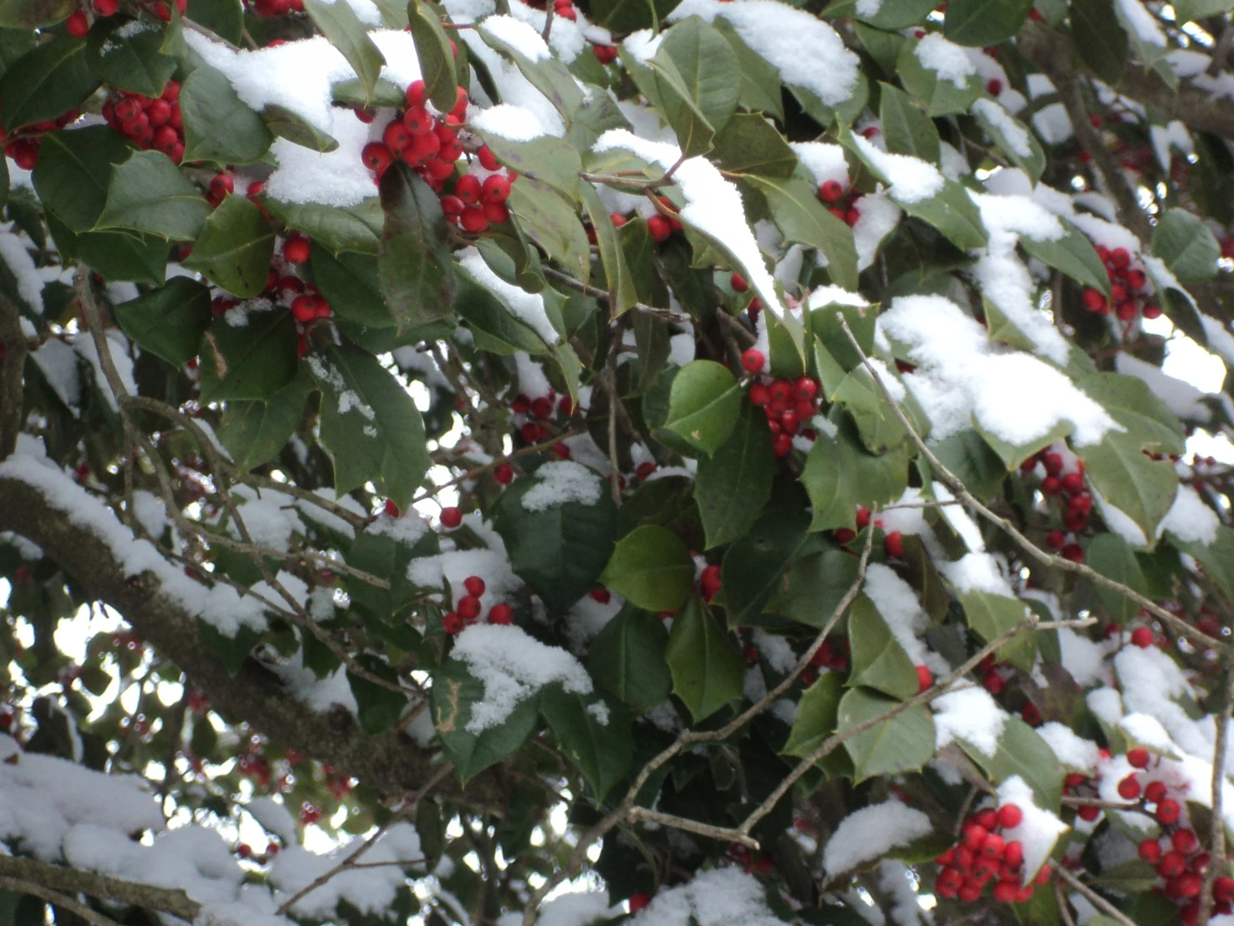 January snowstorm.