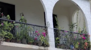 Florida flowers