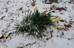 signal mountain and savannah 002.JPG