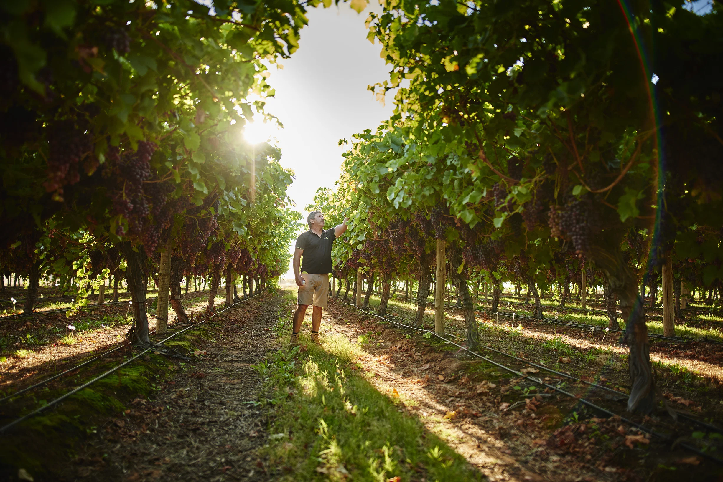 Grapes_Mildura_170306_1385.jpg