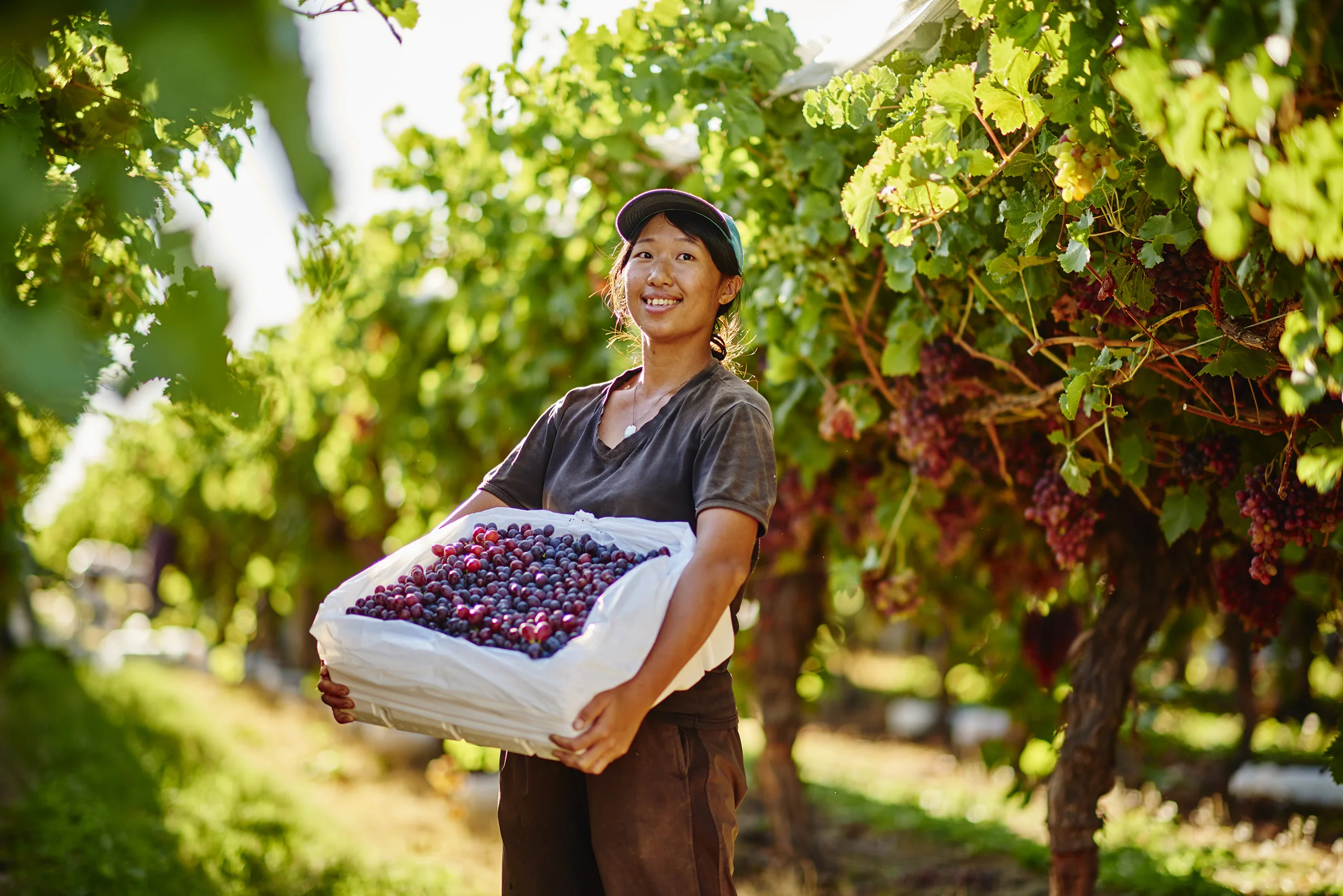 Grapes_Mildura_170306_1482.jpg