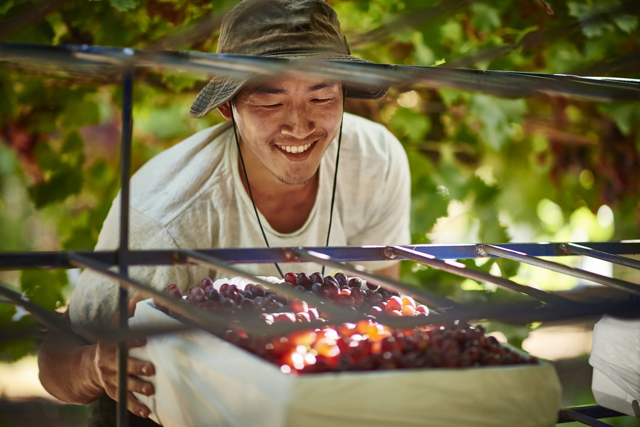 Grapes_Mildura_170306_1791.jpg