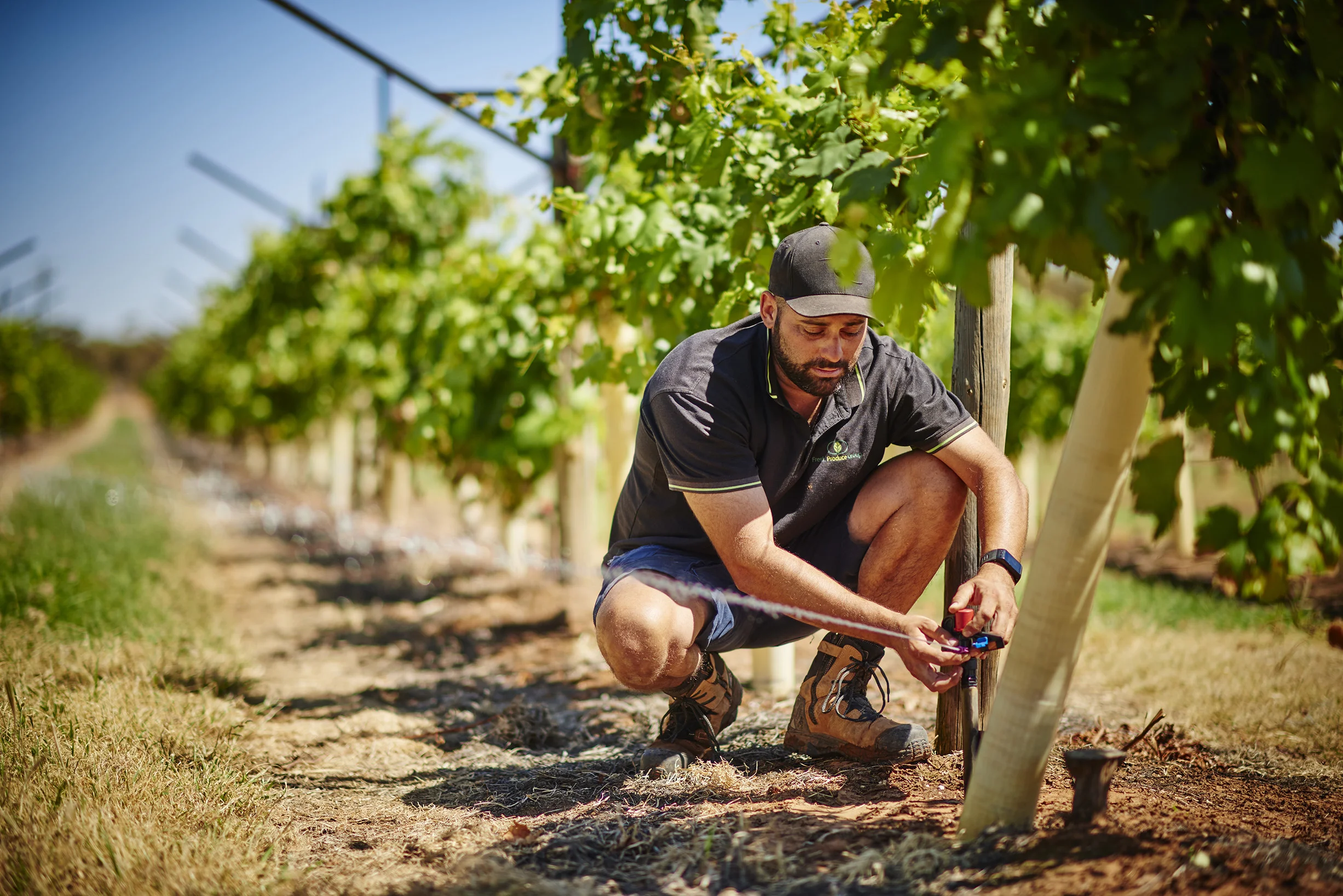 Grapes_Mildura_170306_2130.jpg