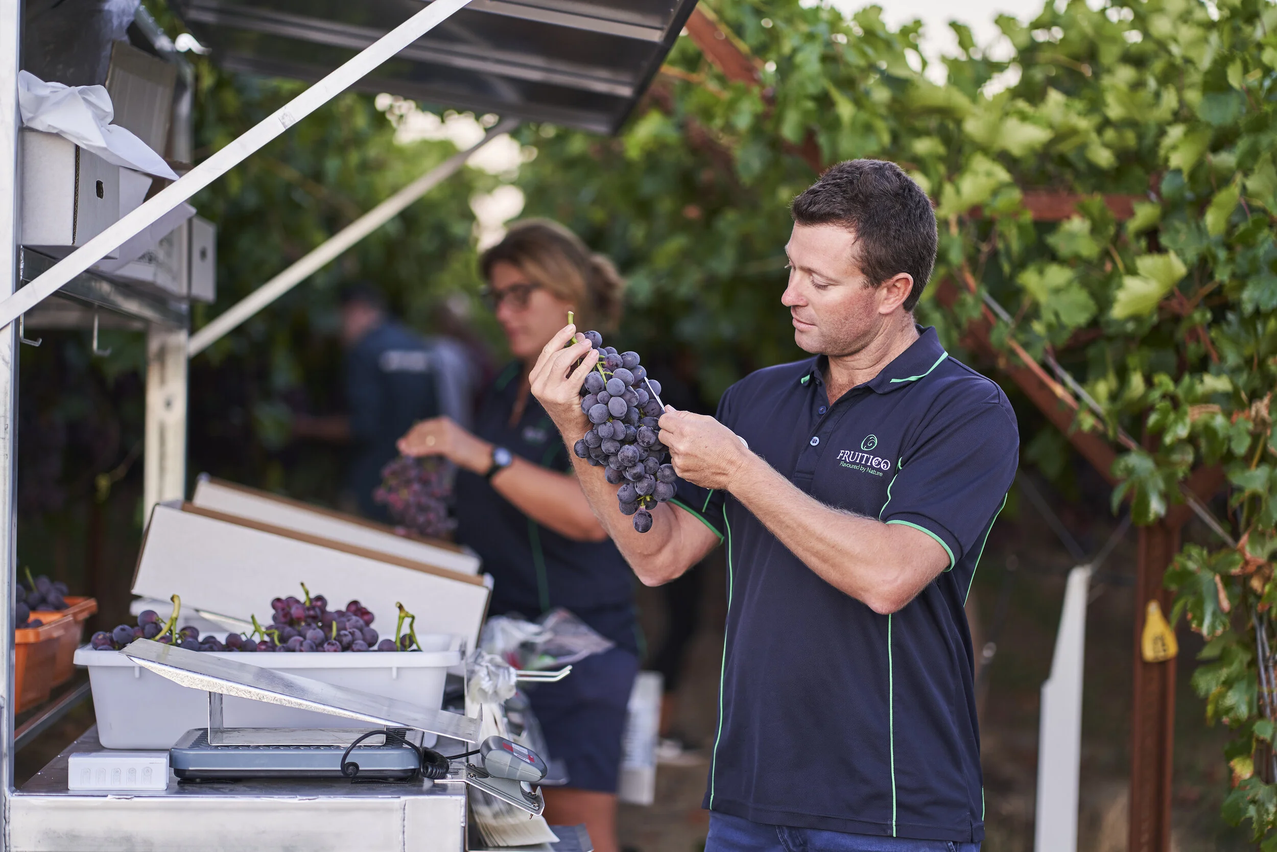 FPG_190212_Fruitico_Grapes_05373.jpg
