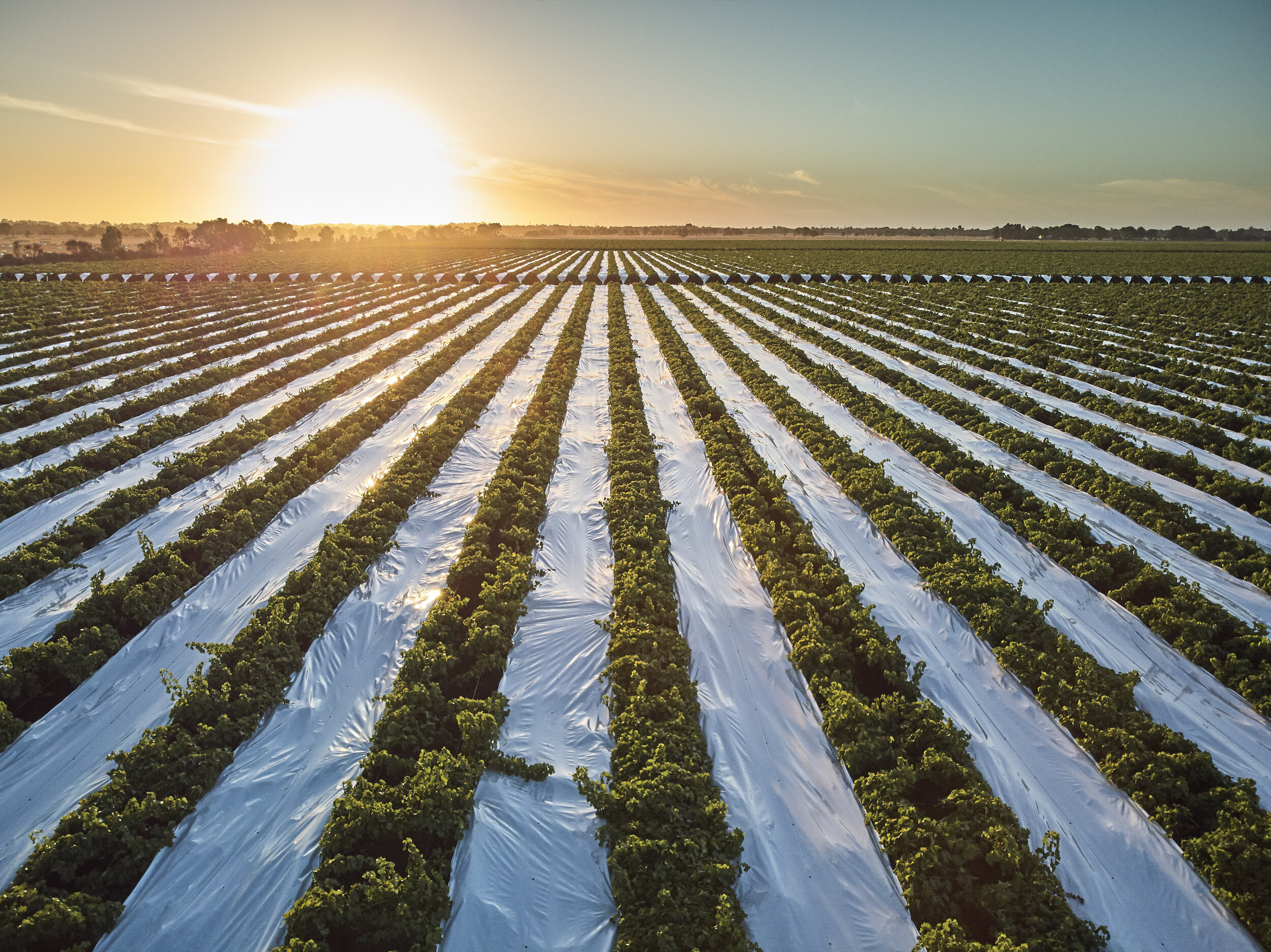 FPG_190212_Fruitico_Grapes_06632.jpg