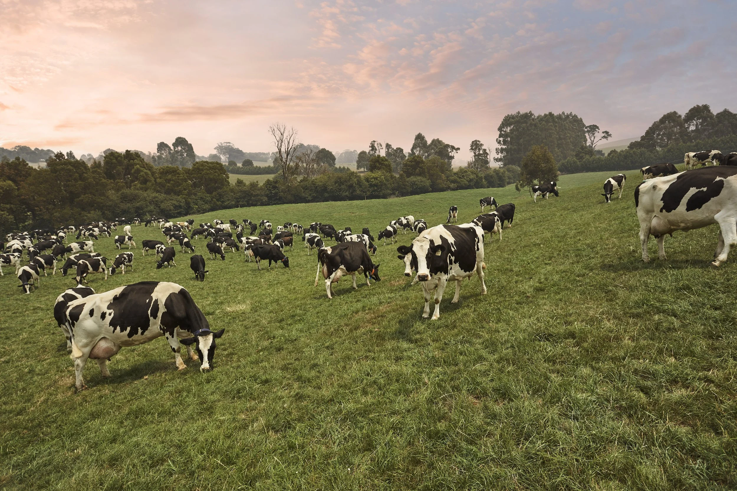 dairy_farmers_1228 copy.jpg