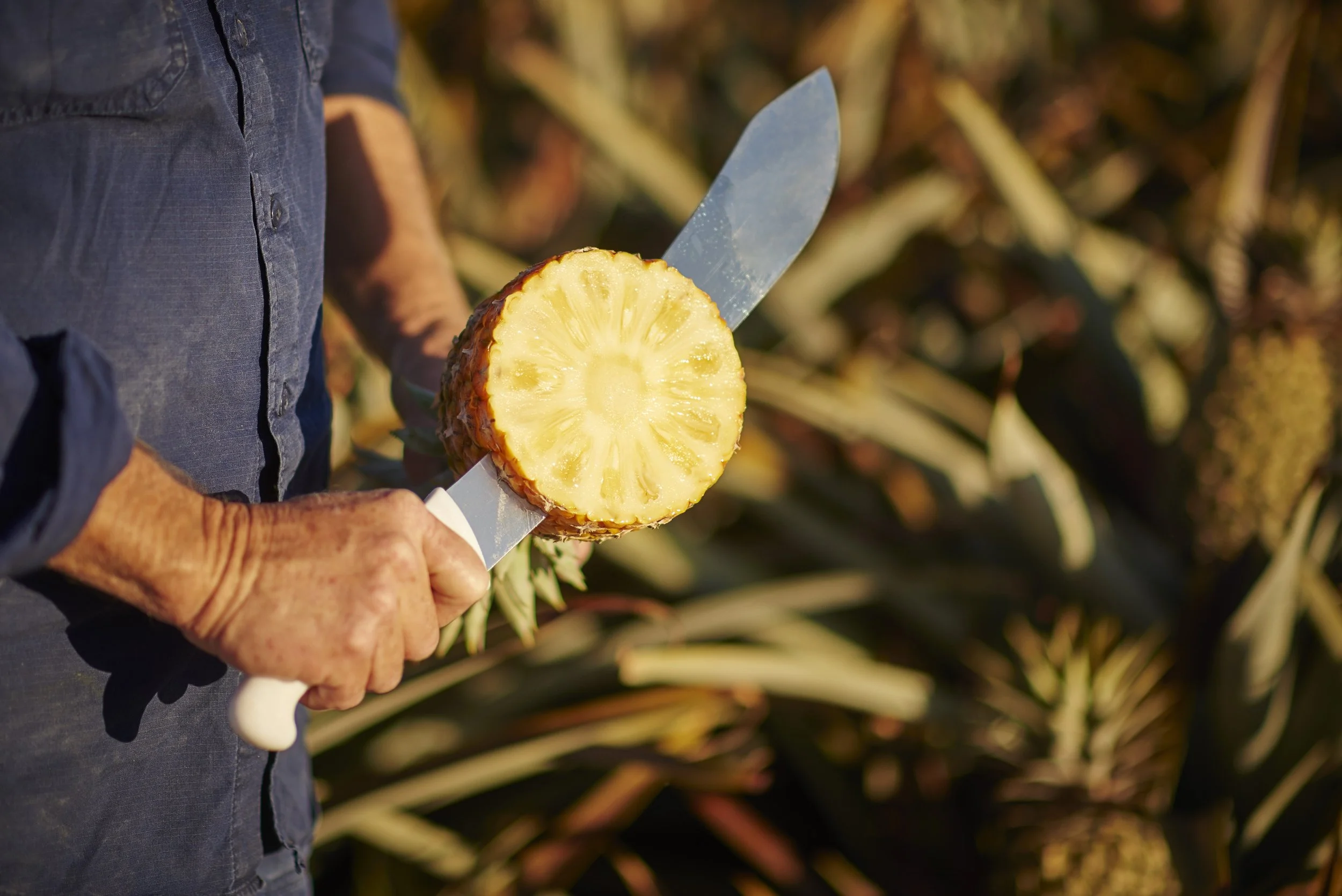 Anthem_170908_Pineapple_Farmer_1217.jpg