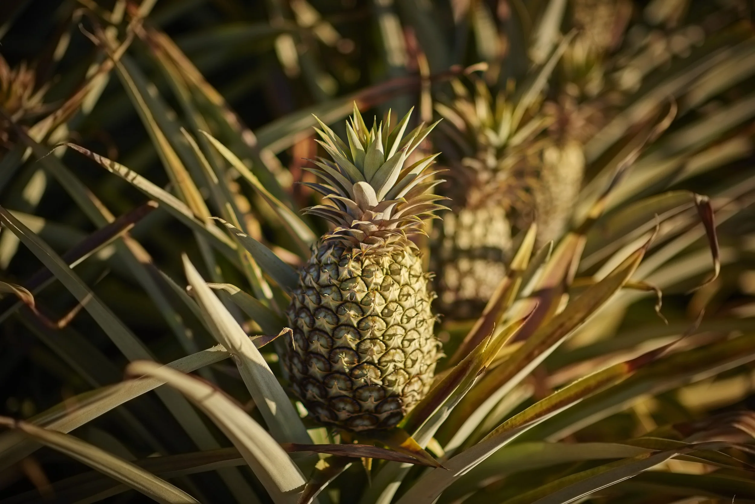 Anthem_170908_Pineapple_Farmer_1210.jpg
