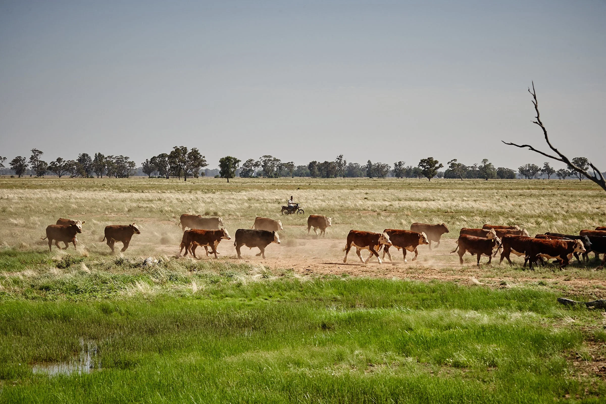 WES_agri_Dubbo_1039.jpg