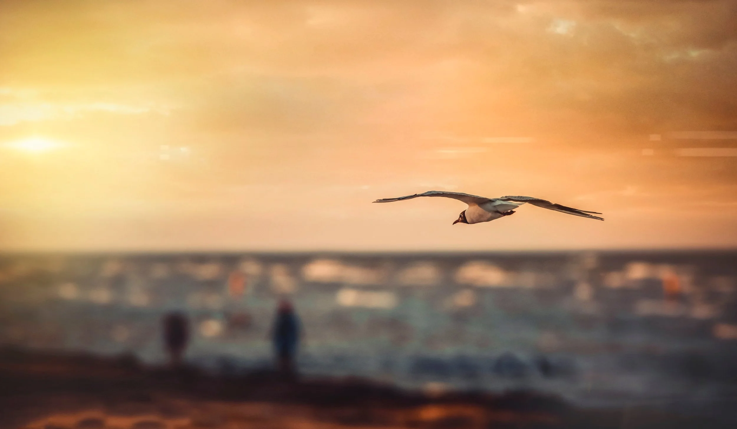 hope_bird.jpg