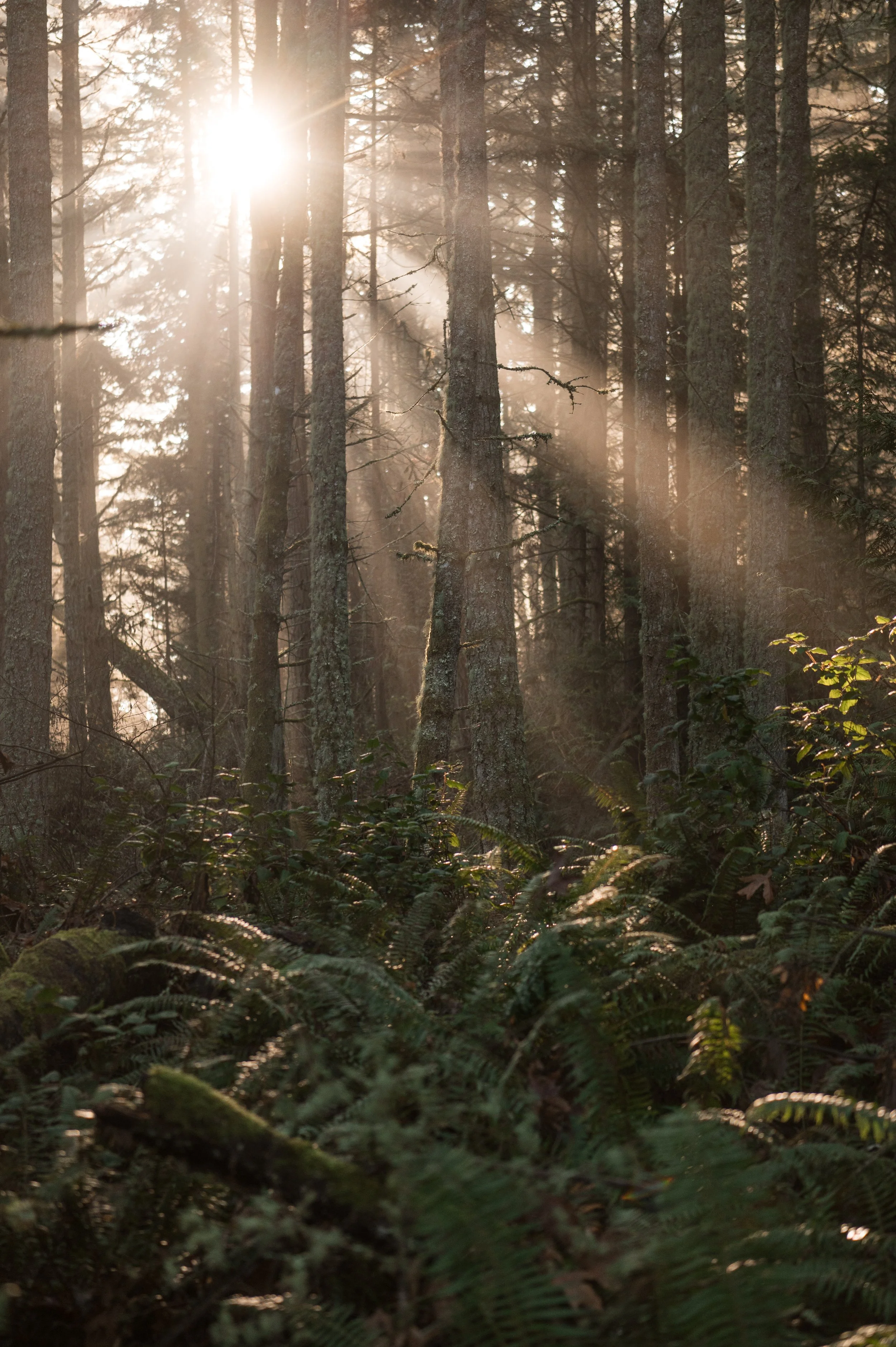 sunlightforest.jpg