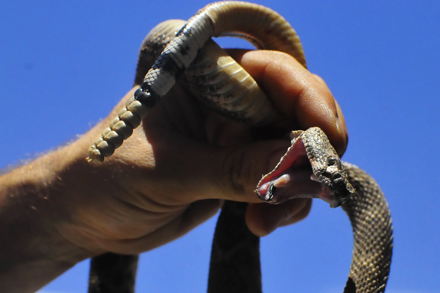 rattler.jpg