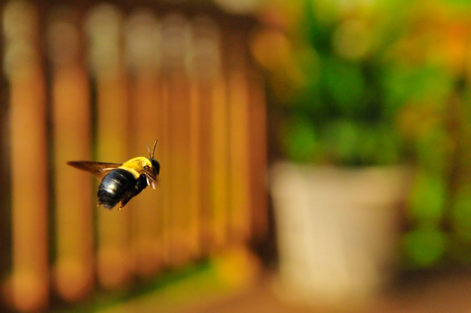 busy-bee.jpg