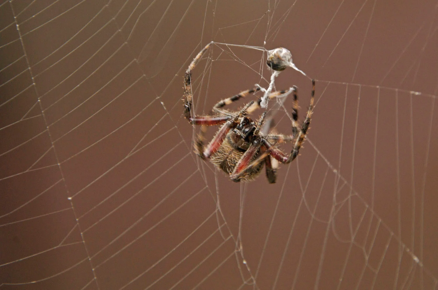 spider.jpg