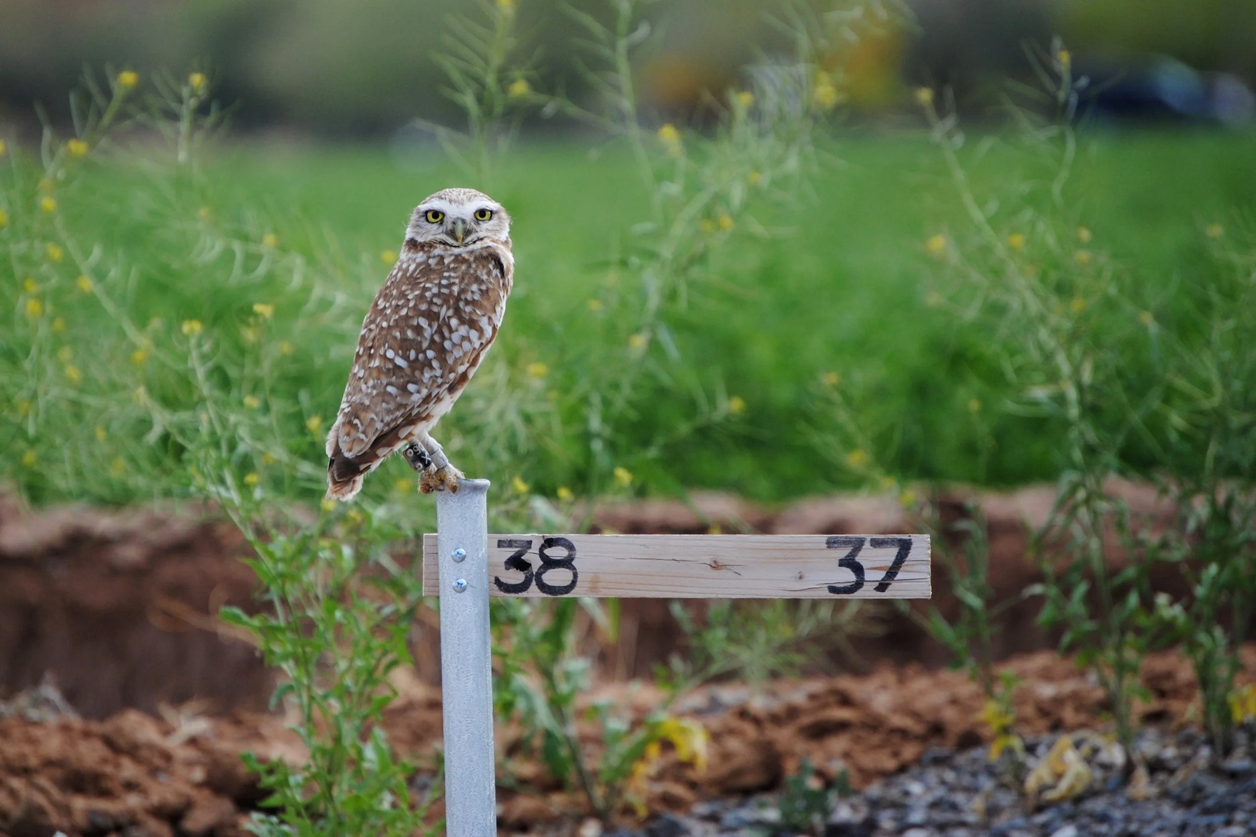Perched Burrowing Owl