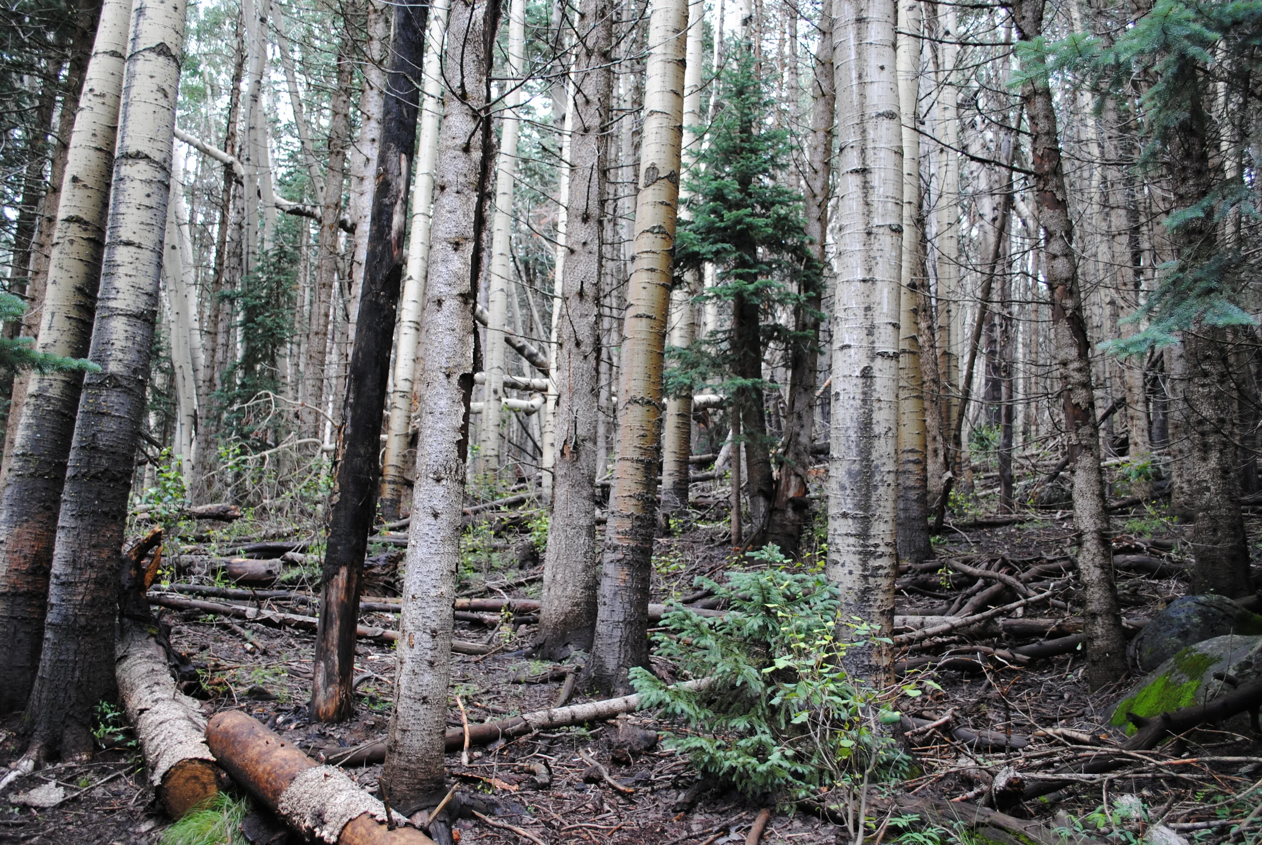 Humphrey's Peak Trail