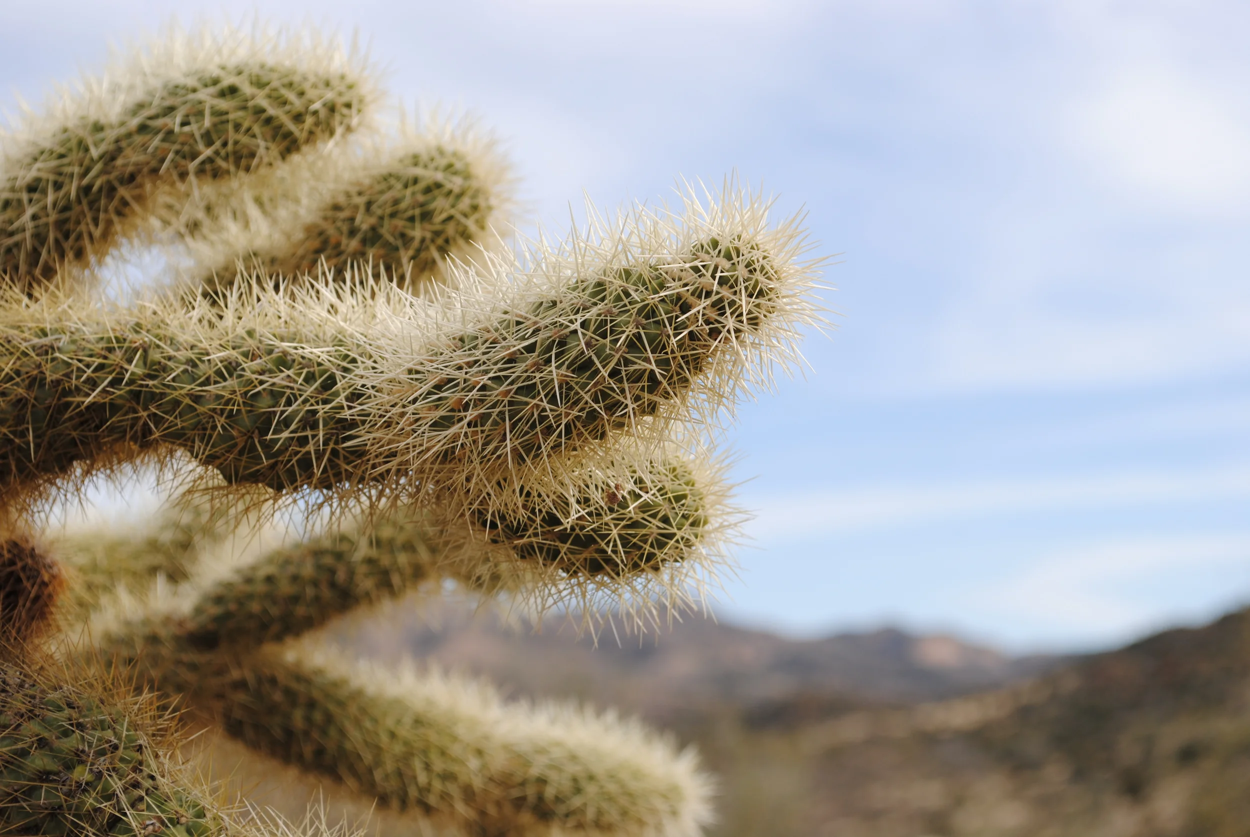 Jumping cholla plant