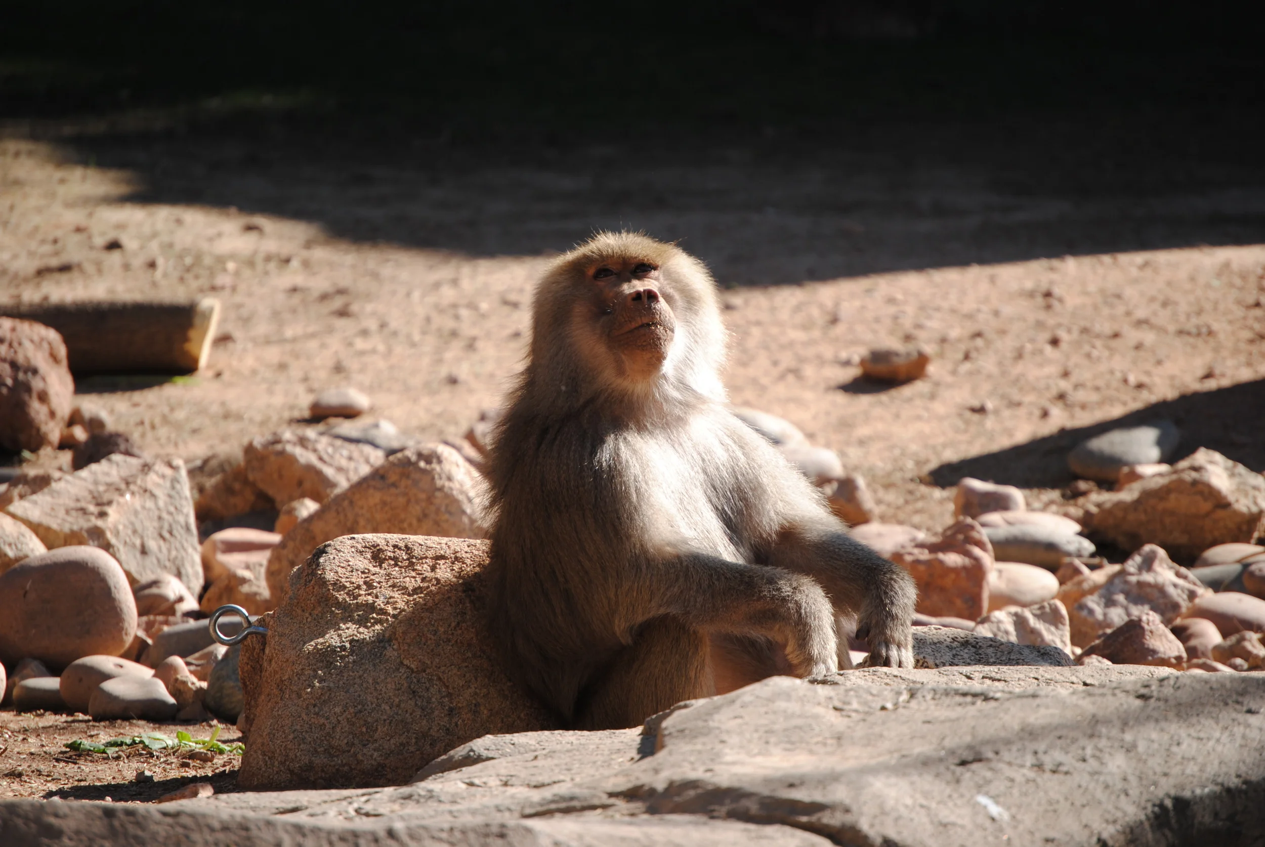 Contemplation at the zoo