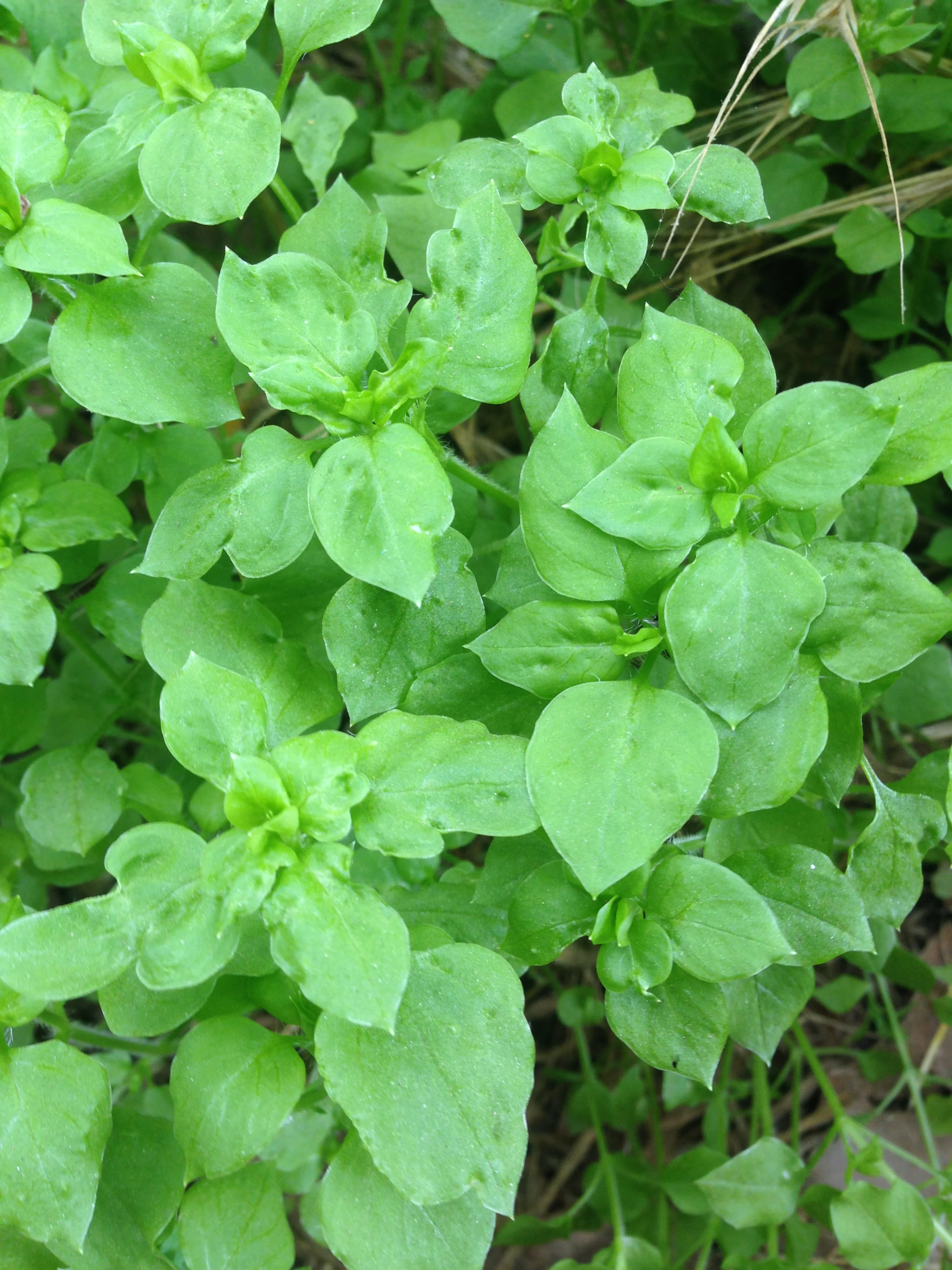 Stellaria media - Chickweed