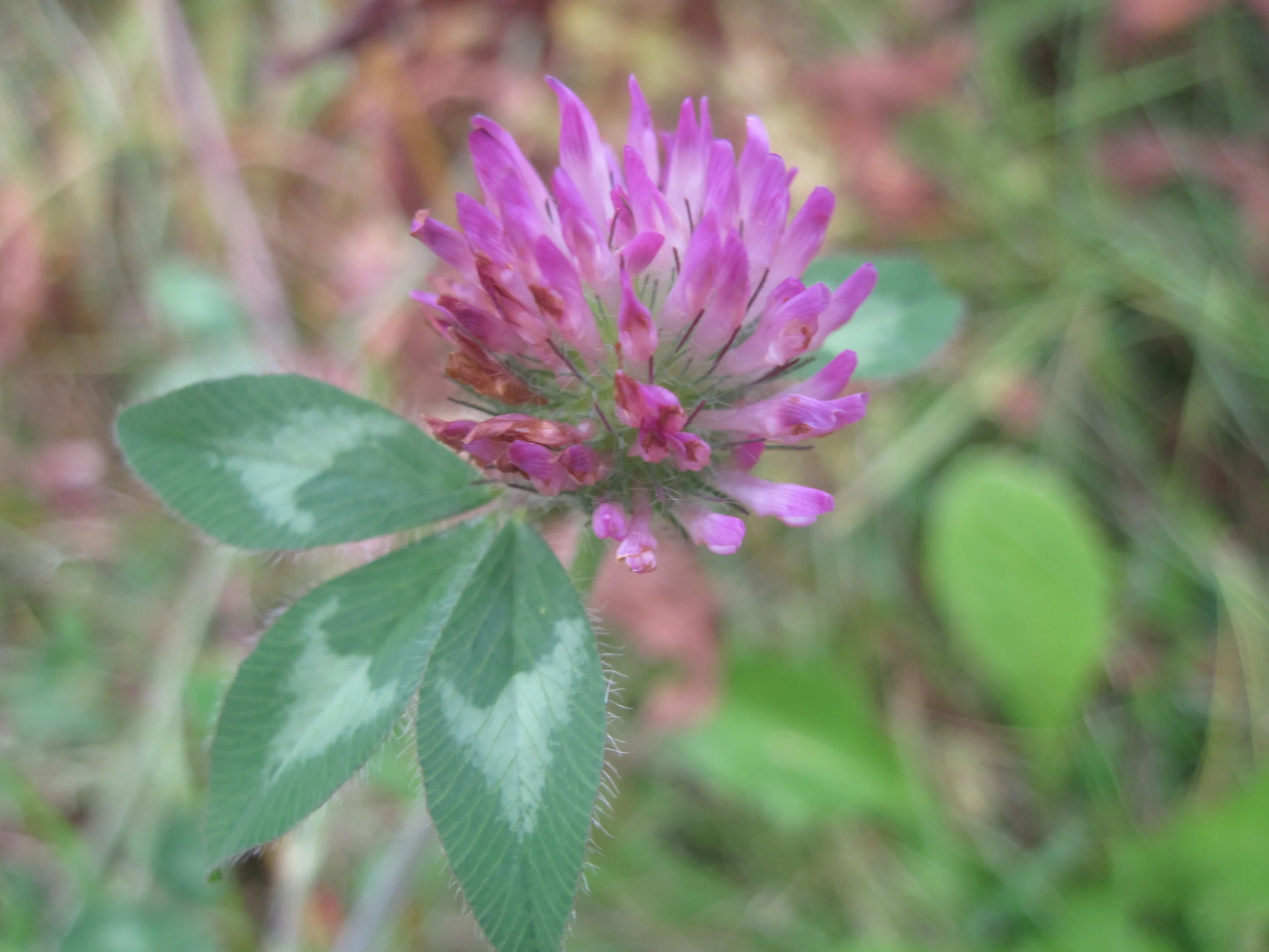 Trifolium pratense - Red Clover blossom