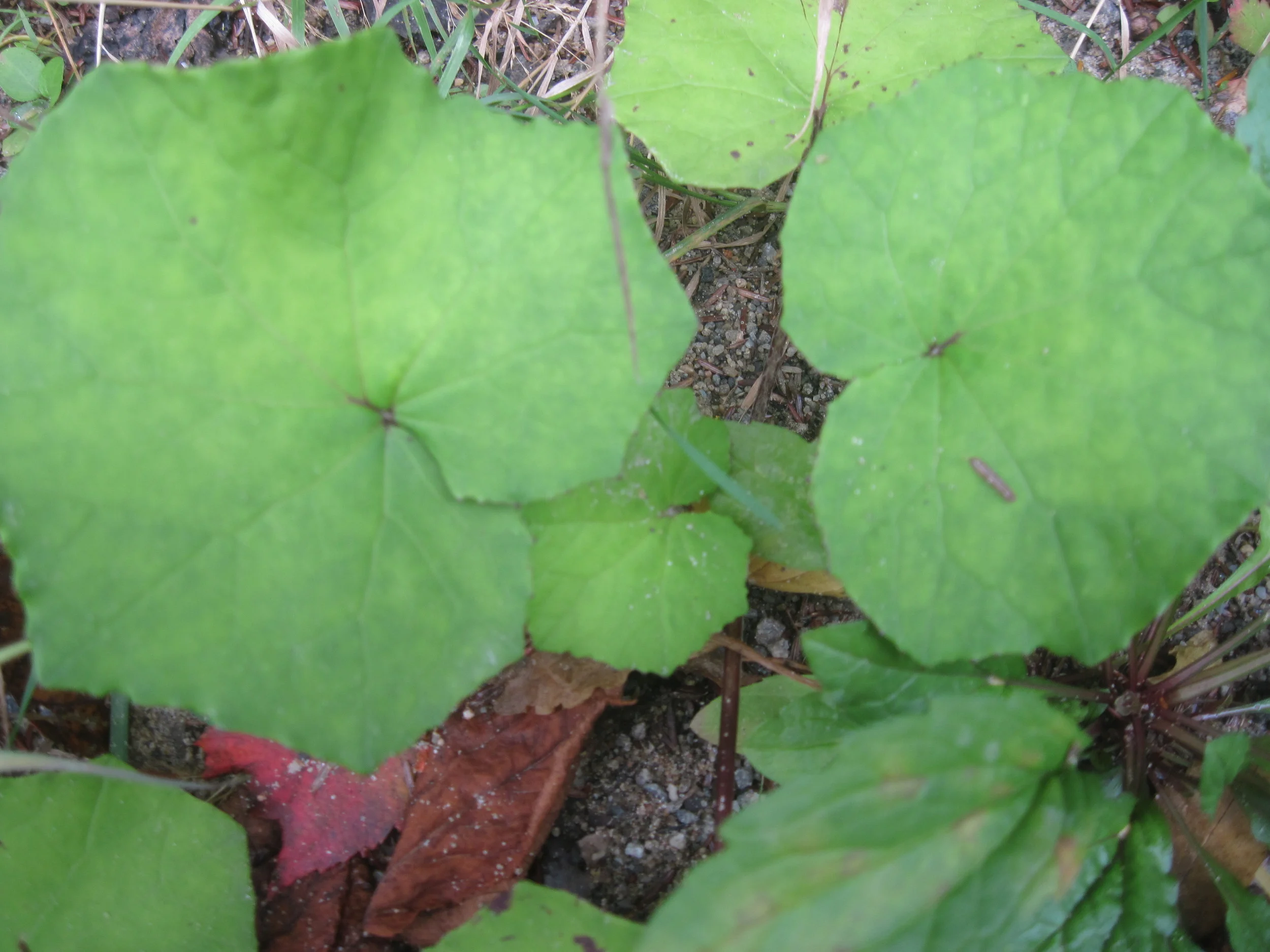 Tusalago far fara - Coltsfoot