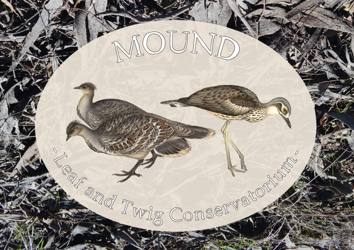 Birds.jpg