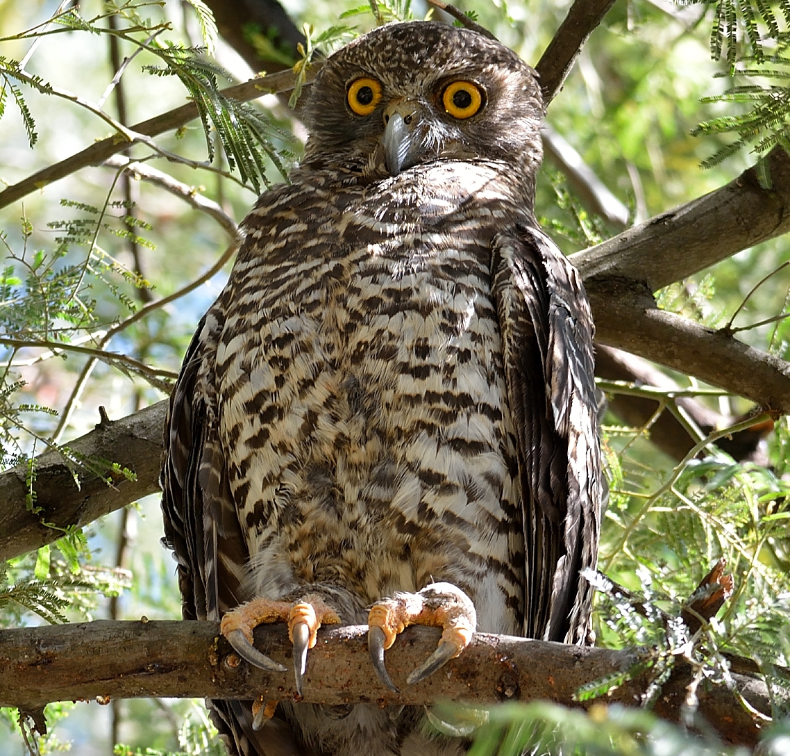Powerful Owl (F)_1698.JPG