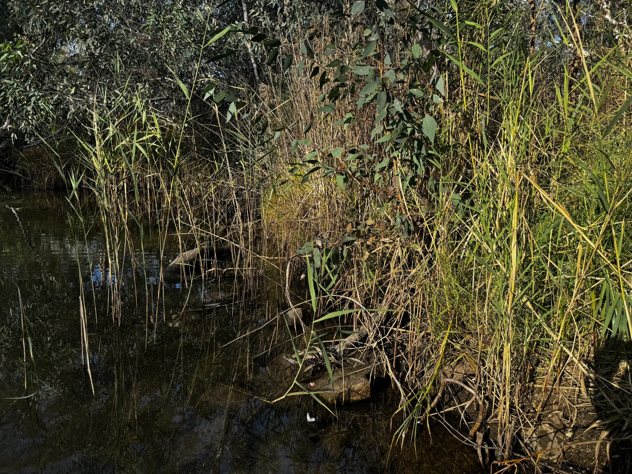 IMG_8457.jpeg