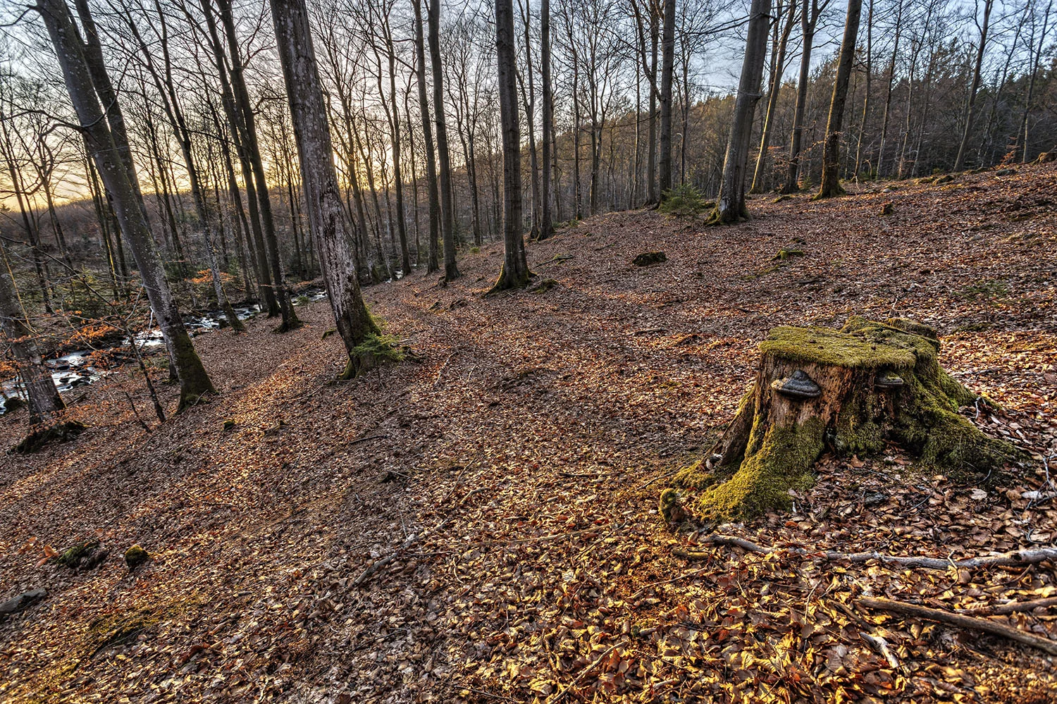 Forest rays.jpg