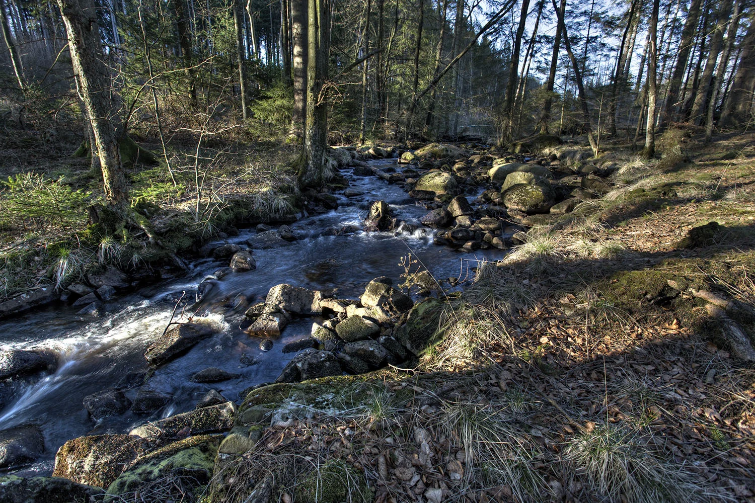 Forest Creek.jpg