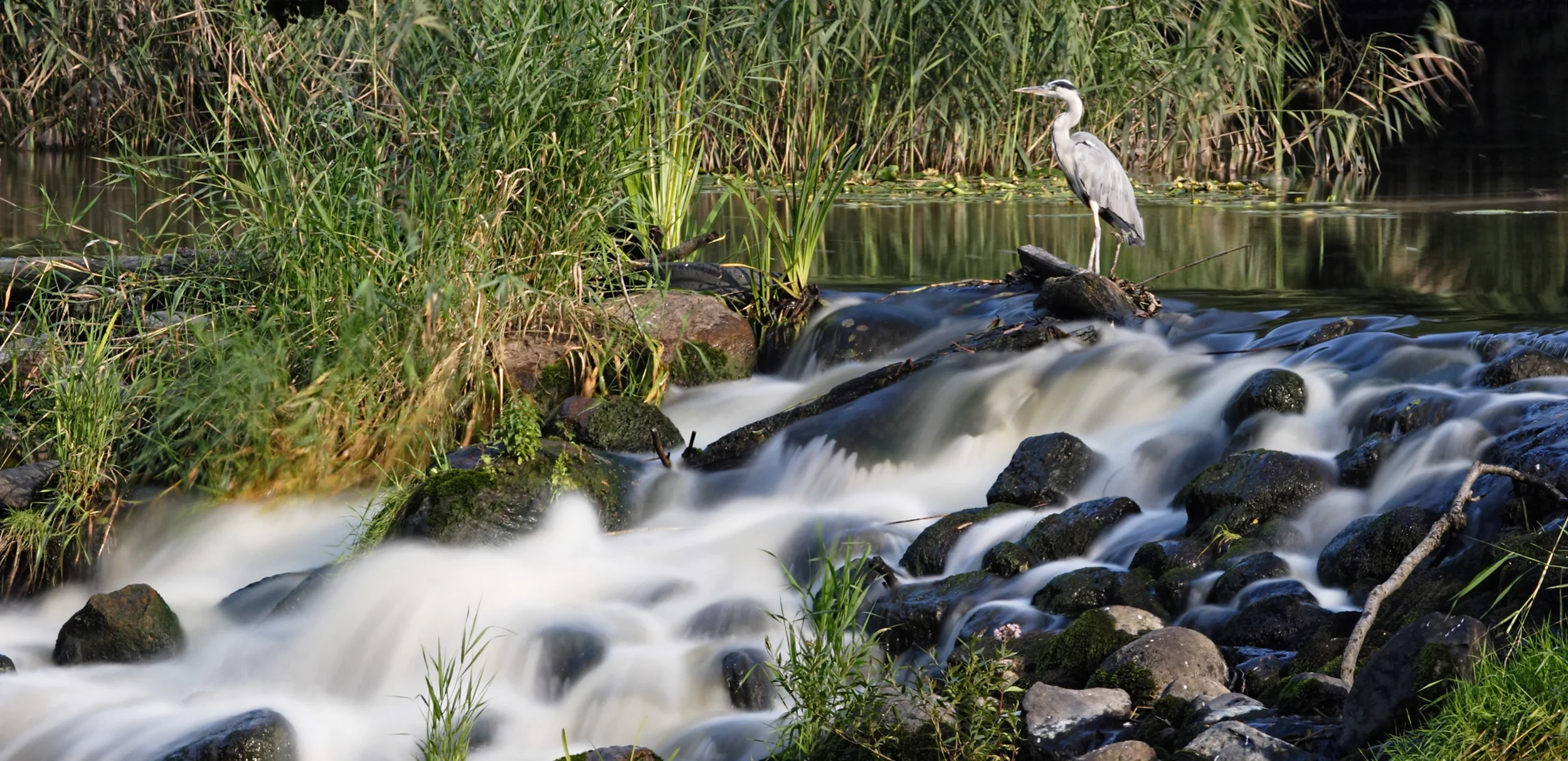 Heron.jpg