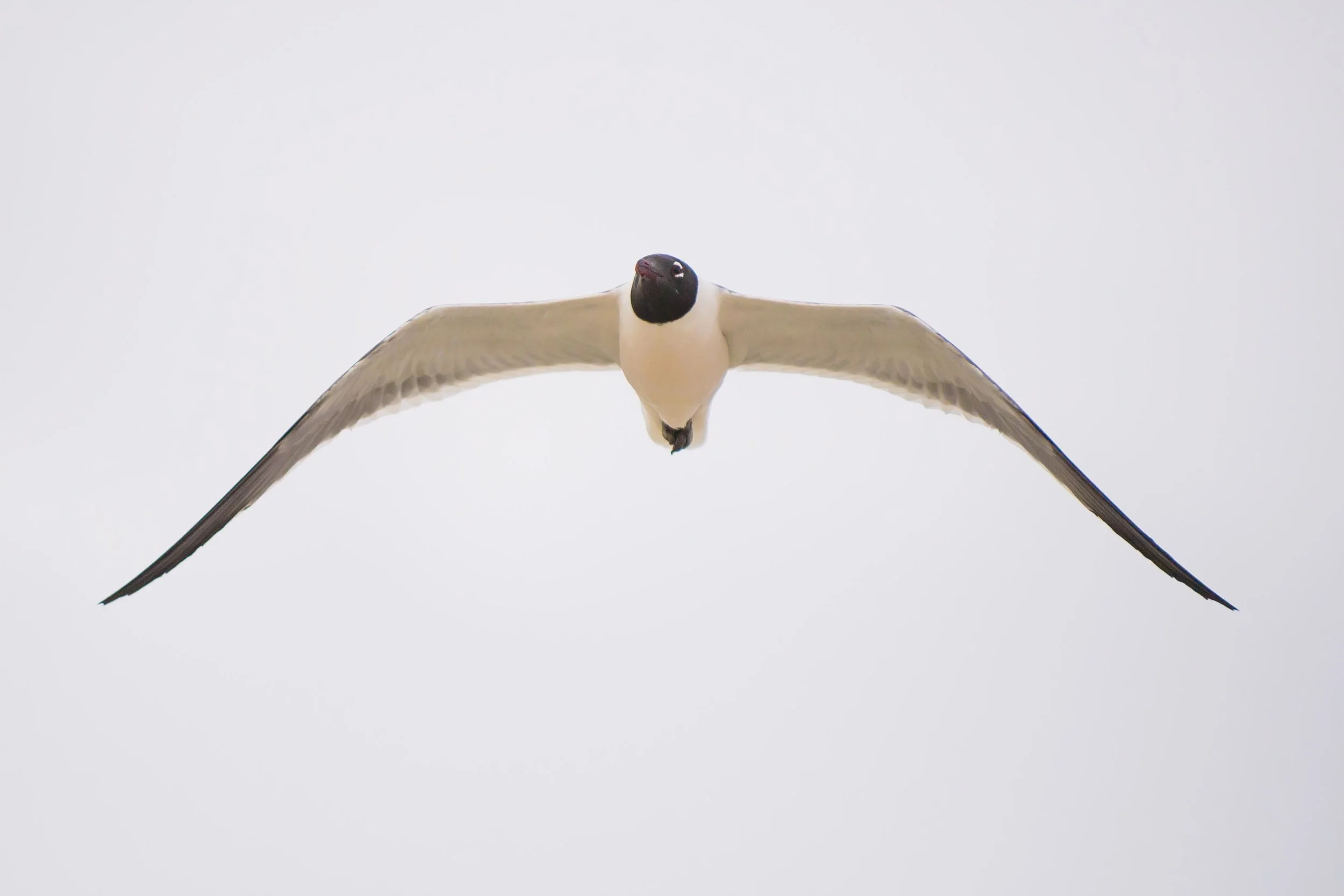 A laughing gull scouts the shore in search of food.
