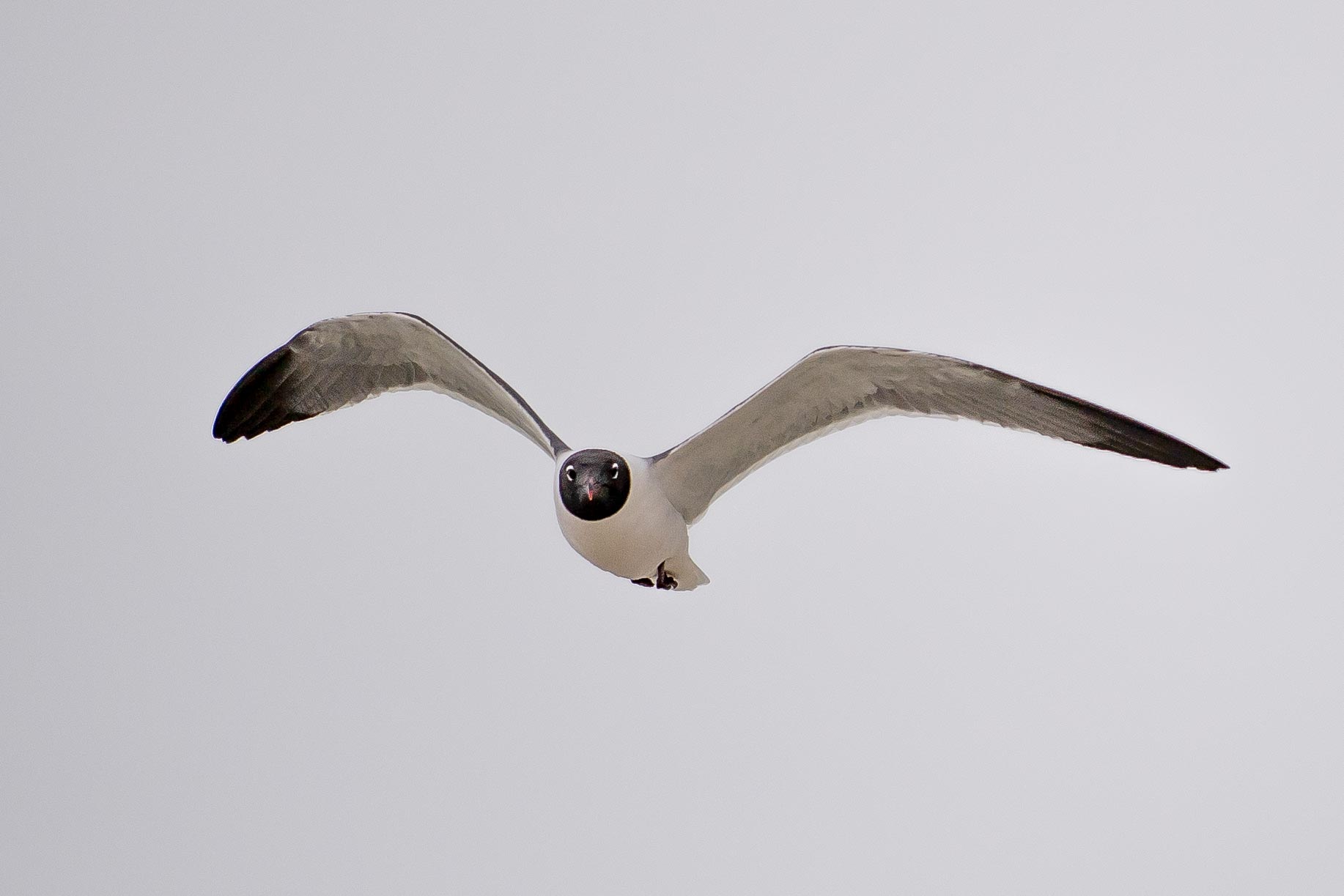 I love the perfect circle around the laughing gull's face. 
