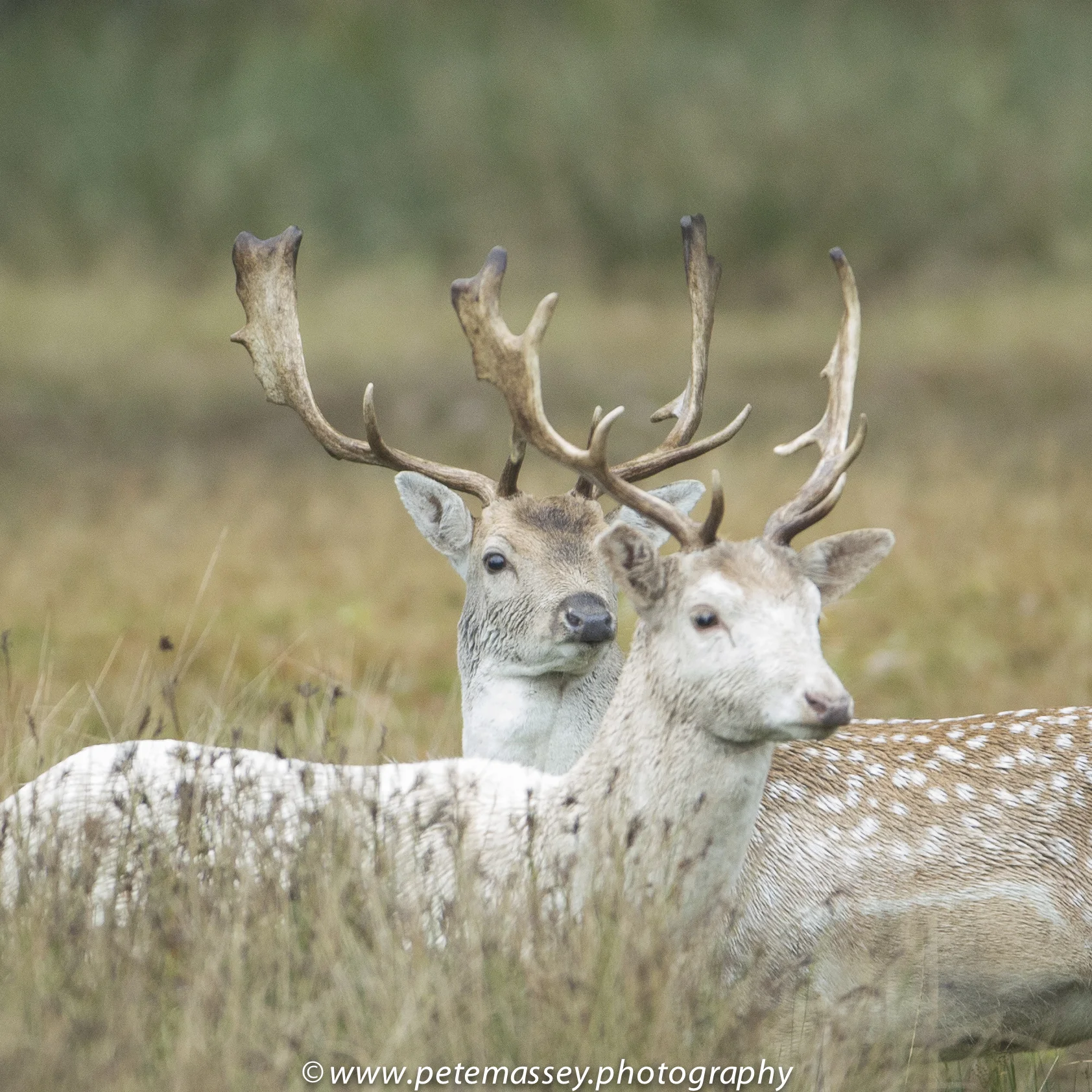 Fallow Deer Stags