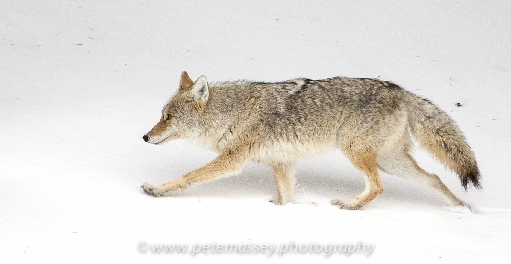 Coyote, Madison River, Yellowstone, Wyoming, USA