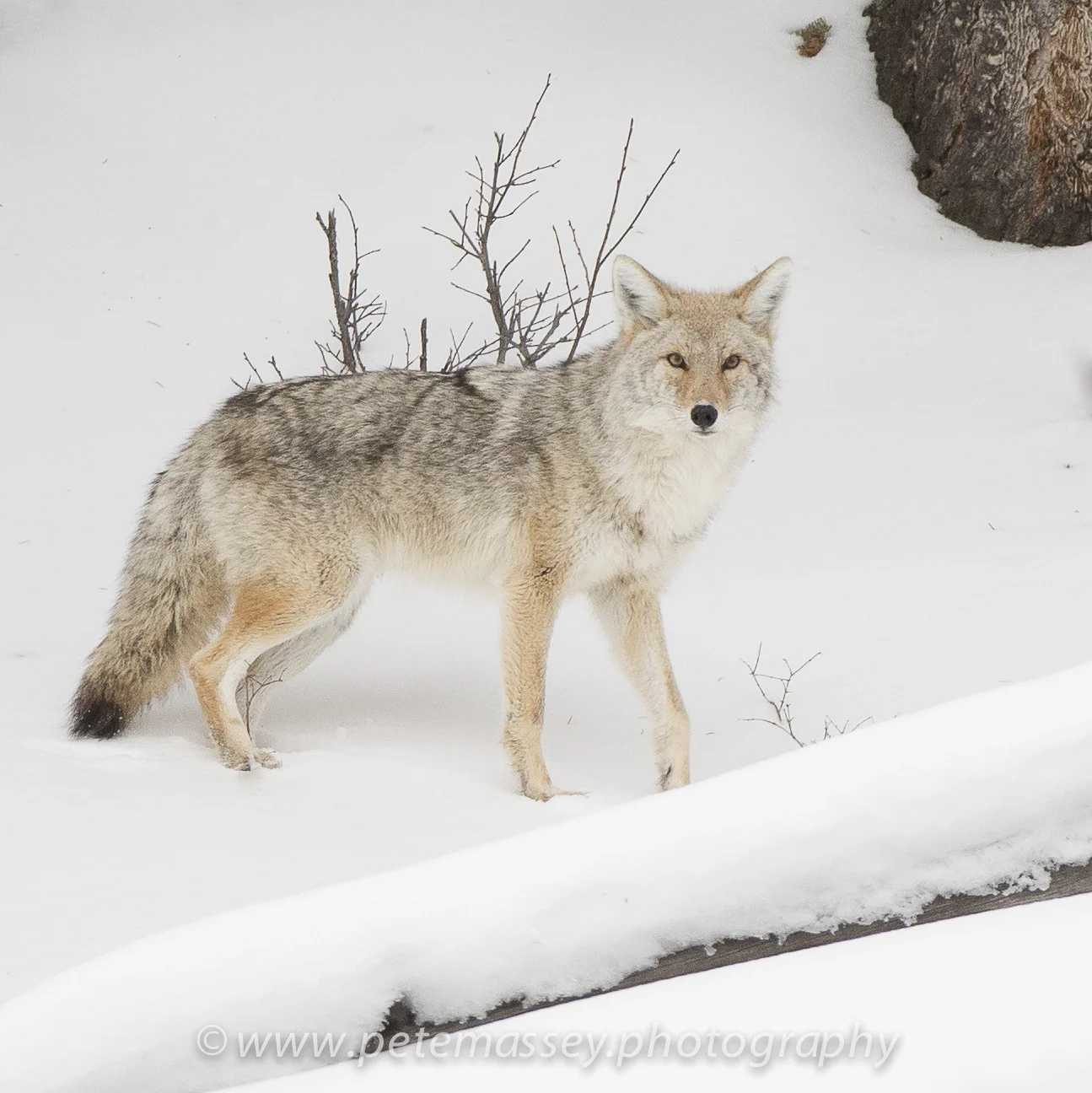 Coyote, Madison River, Yellowstone, Wyoming, USA