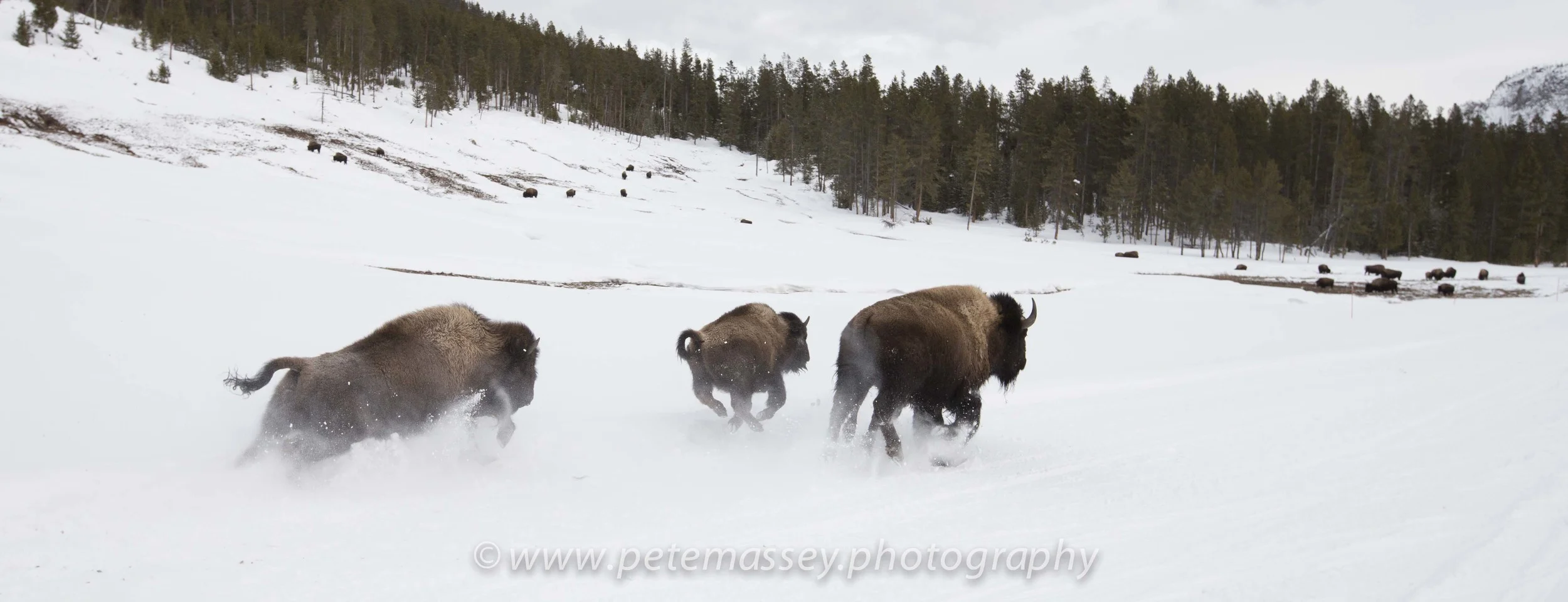 Buffalo, Yellowstone, USA