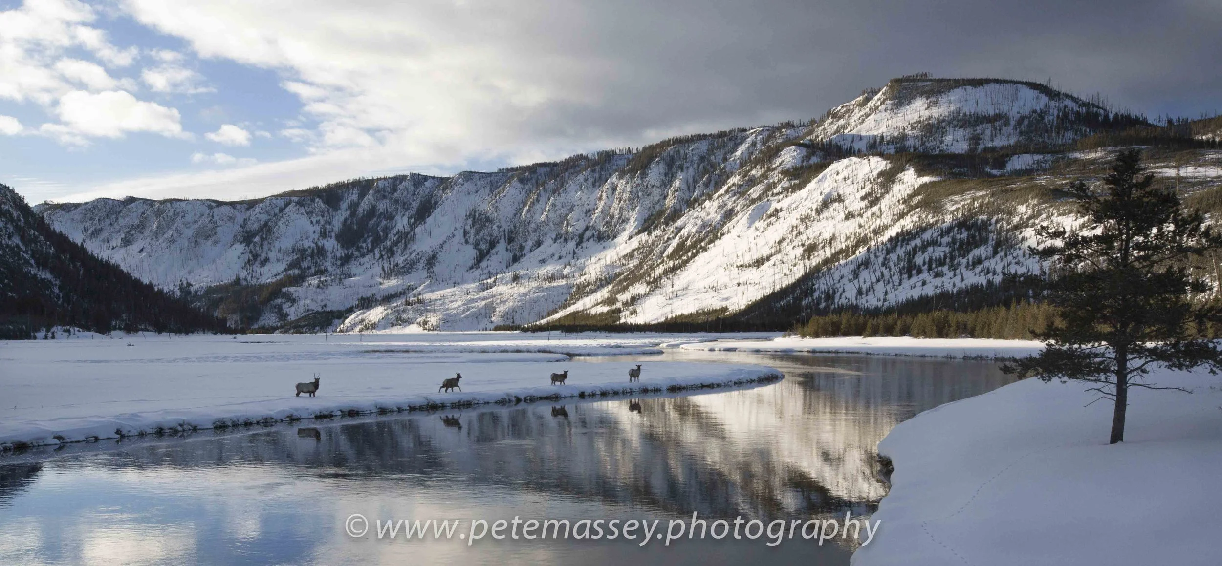 Four Elk, Madison River, Yellowstone, USA