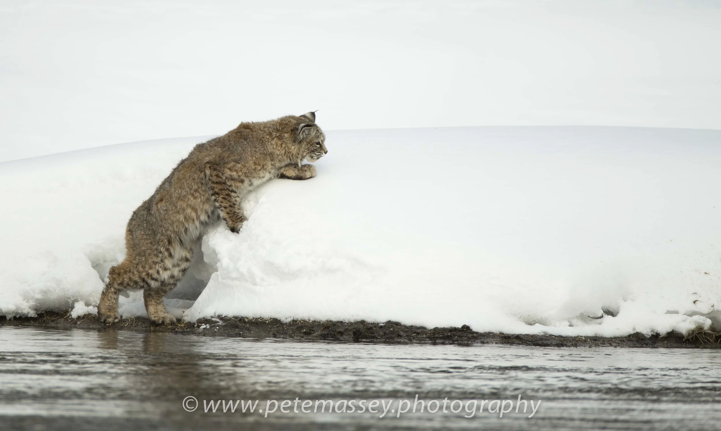 Bobcat Hunting, Madison River, Yellowstone, Wyoming, USA
